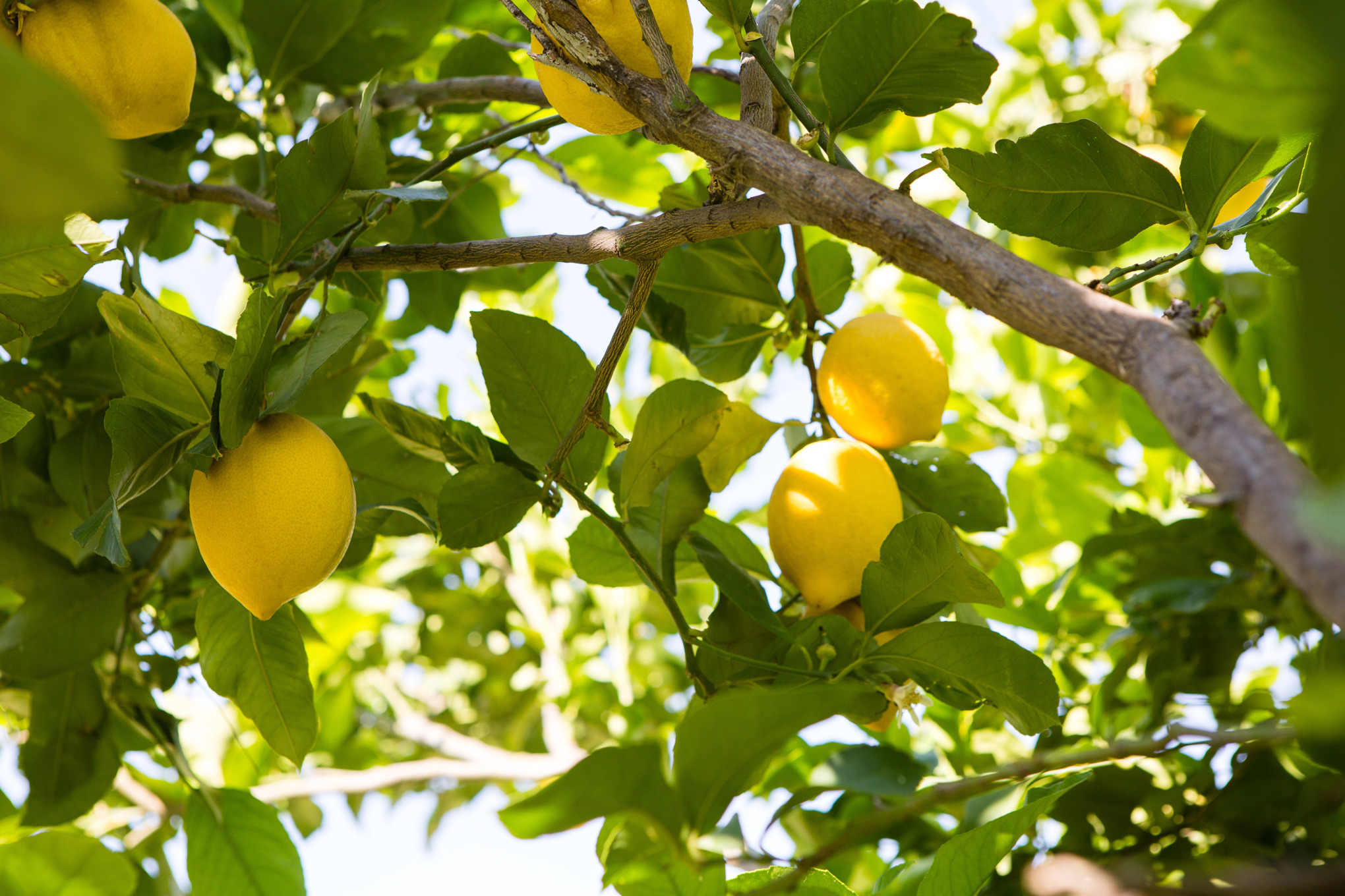 Zitronen an einem Baum