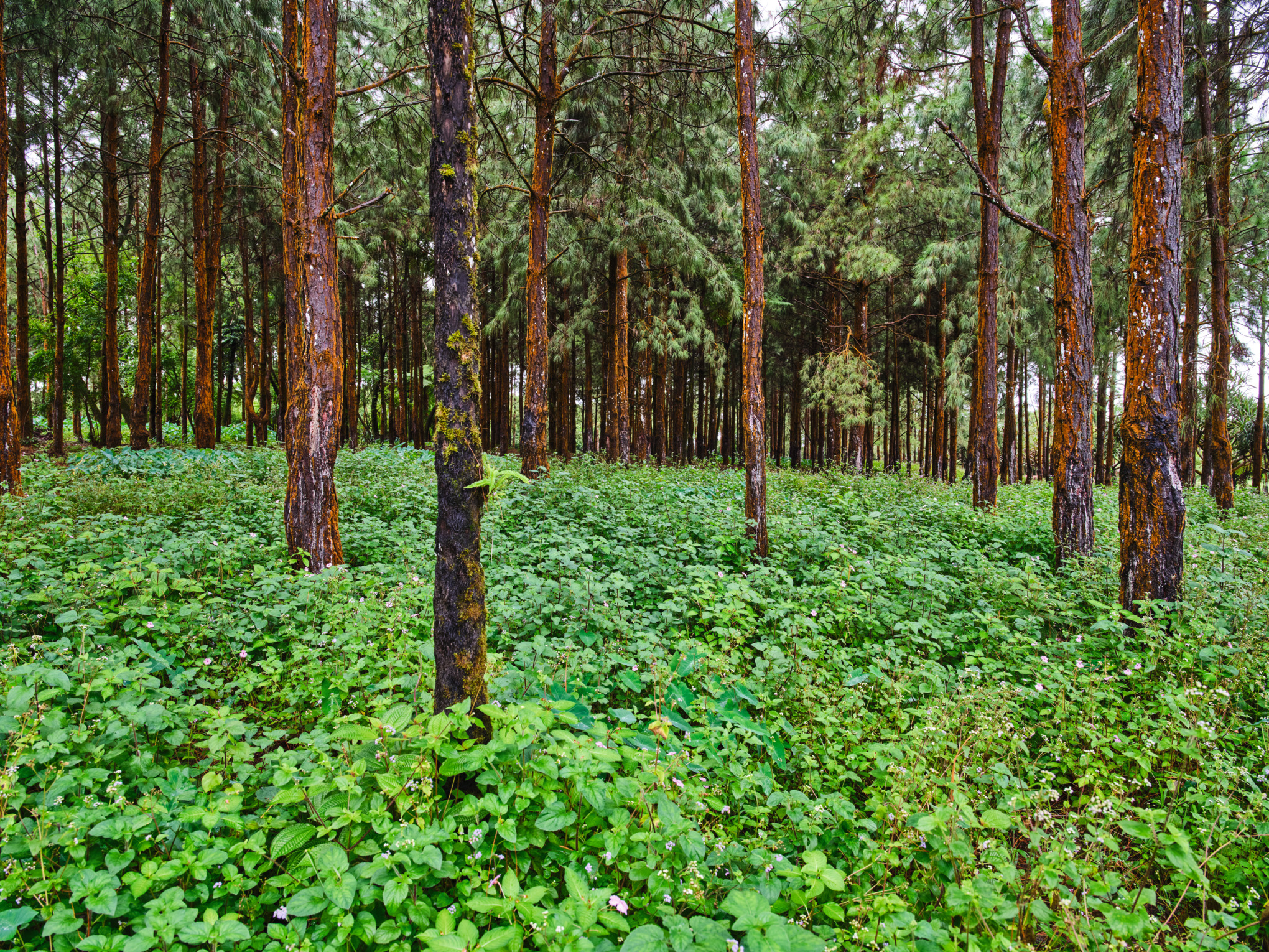 Kiefernwald