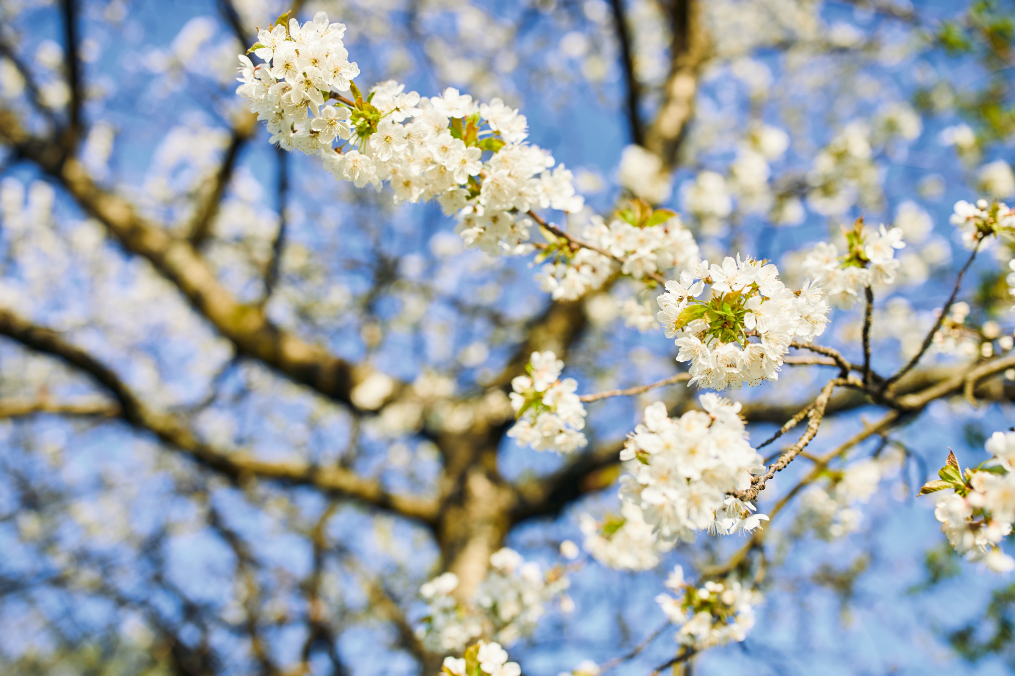 Nahaufnahme eines blühenden Zweiges an einem Baum