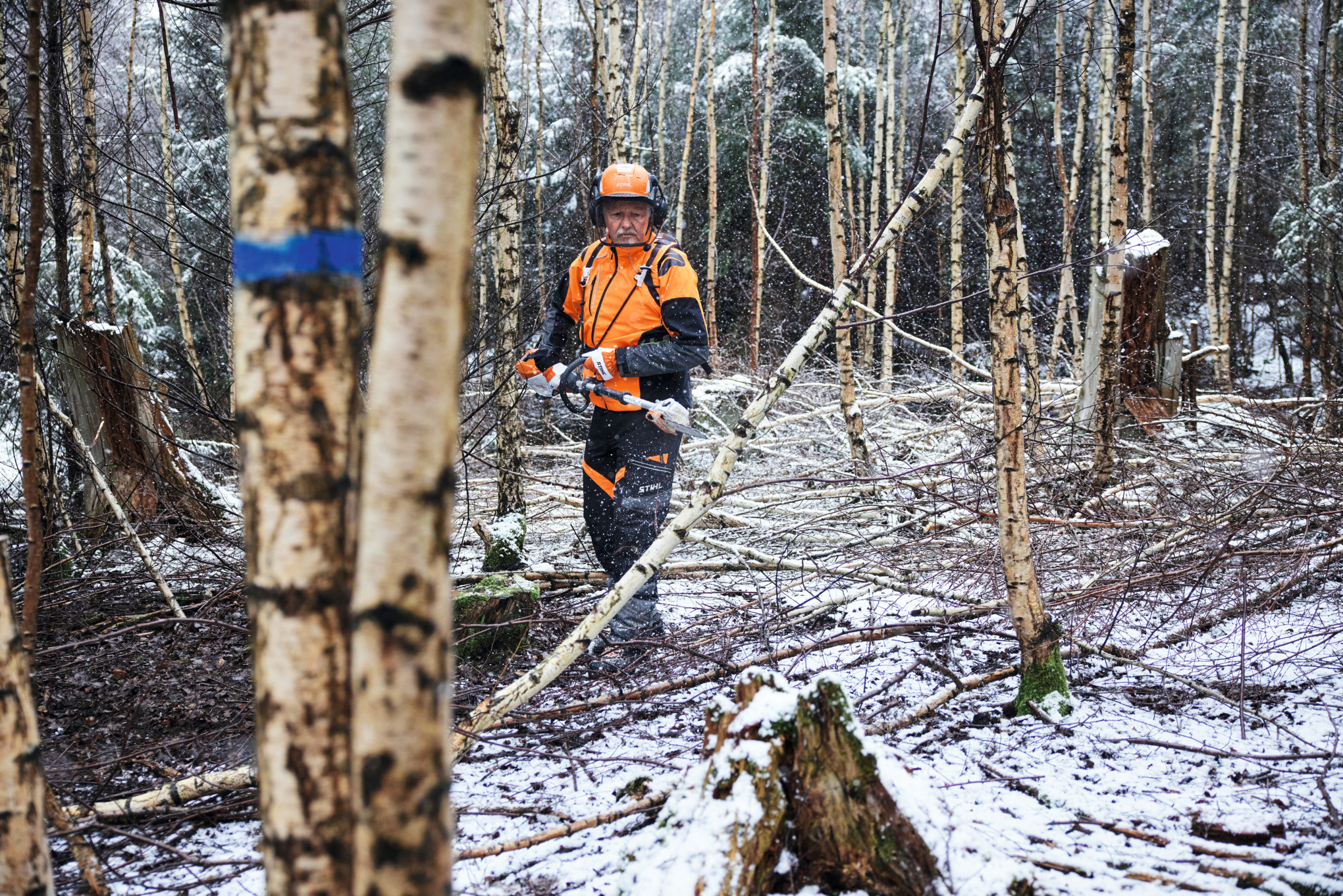 Ein Mann in Schutzausrüstung zerteilt mit einem Akku-Hochentaster STIHL HTA 150 eine Birke