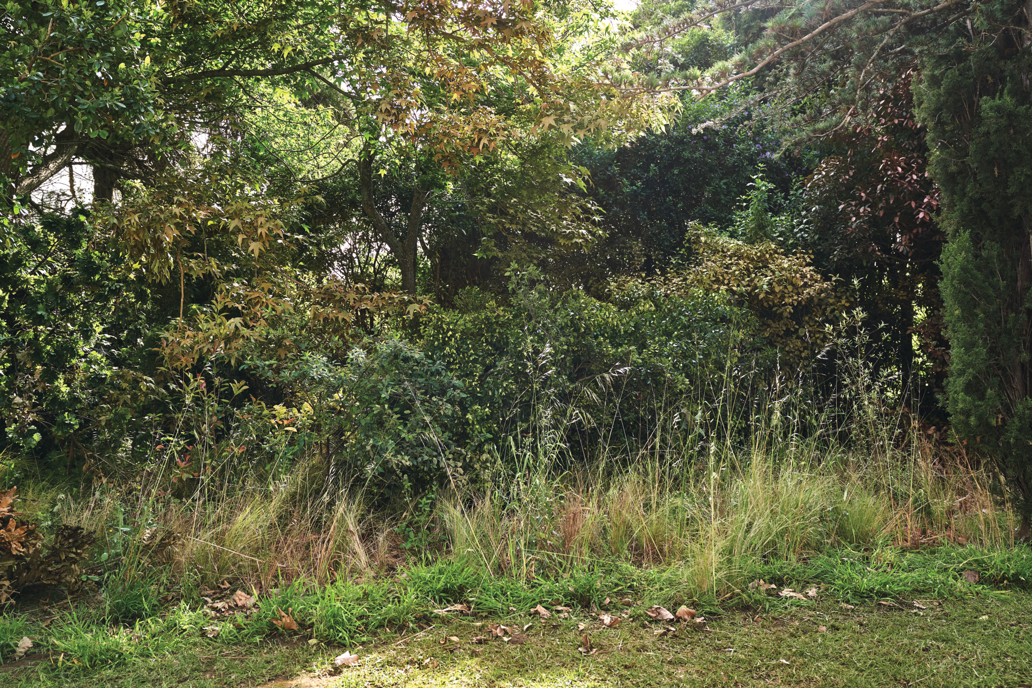 Verwilderter Garten mit Laub, wild wachsenden Gräsern und wuchernden Sträuchern