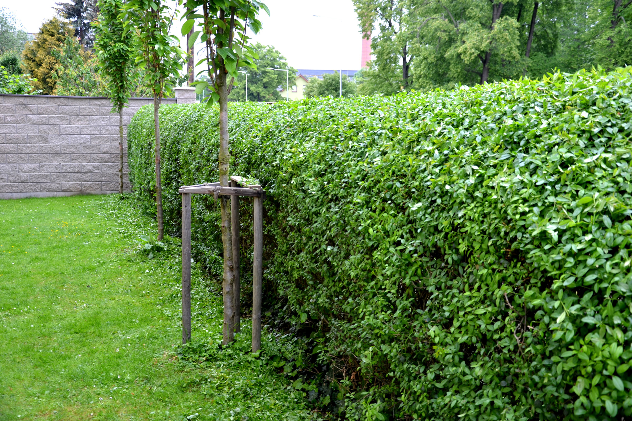 Ligusterhecke an einem Gartengrundstück mit Rasen und kleinen Bäumen