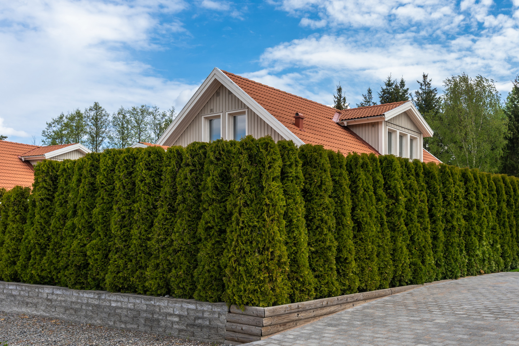 Thuja (Lebensbaum) schneiden und pflegen | STIHL