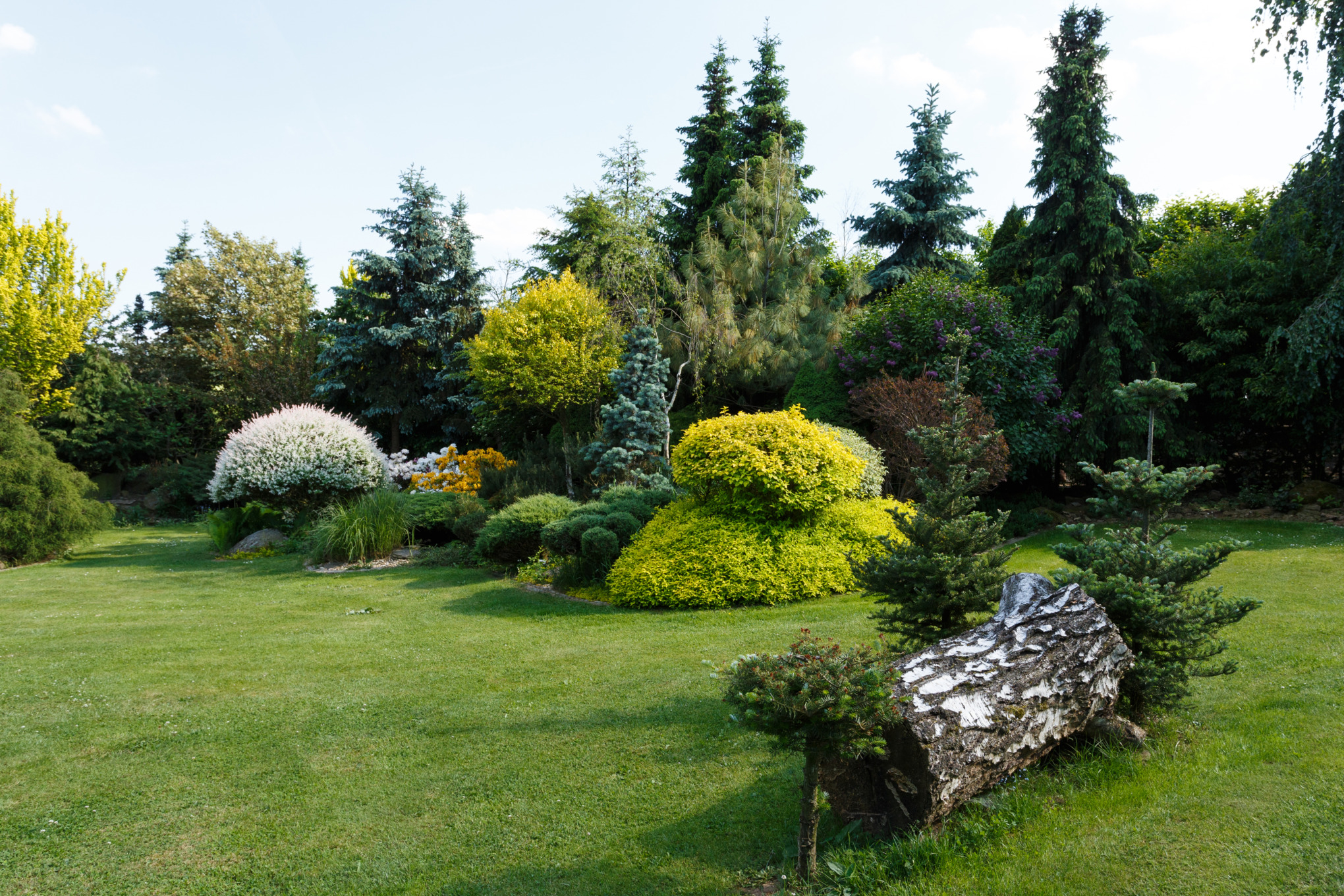 Immergrüne Nadelbäume und -sträucher auf einem Gartengrundstück