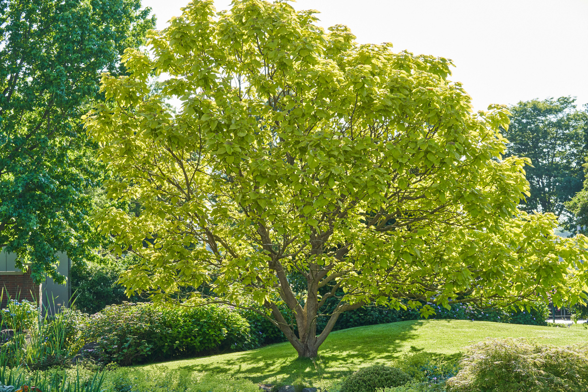 11 schnell wachsende Bäume für den Garten STIHL
