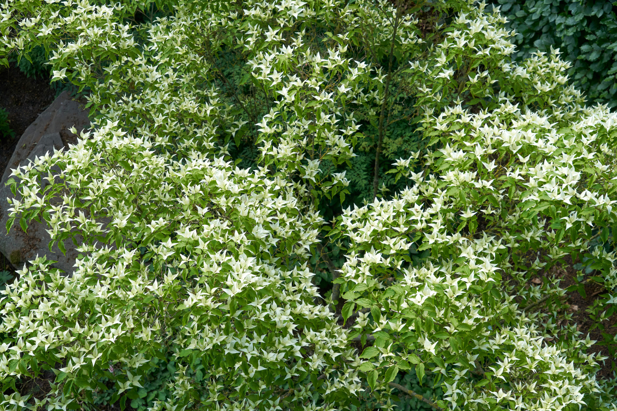 Nahaufnahme Japanischer Blumenhartriegel