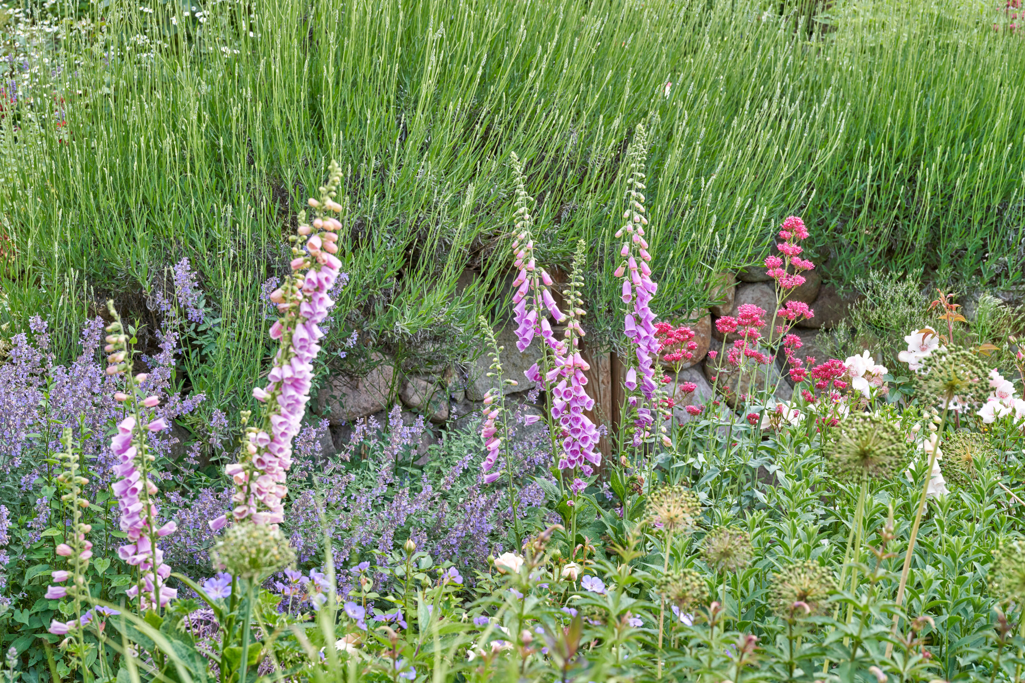 Nahaufnahme von Lavendel, Katzenminze, Fingerhut und Spornblume