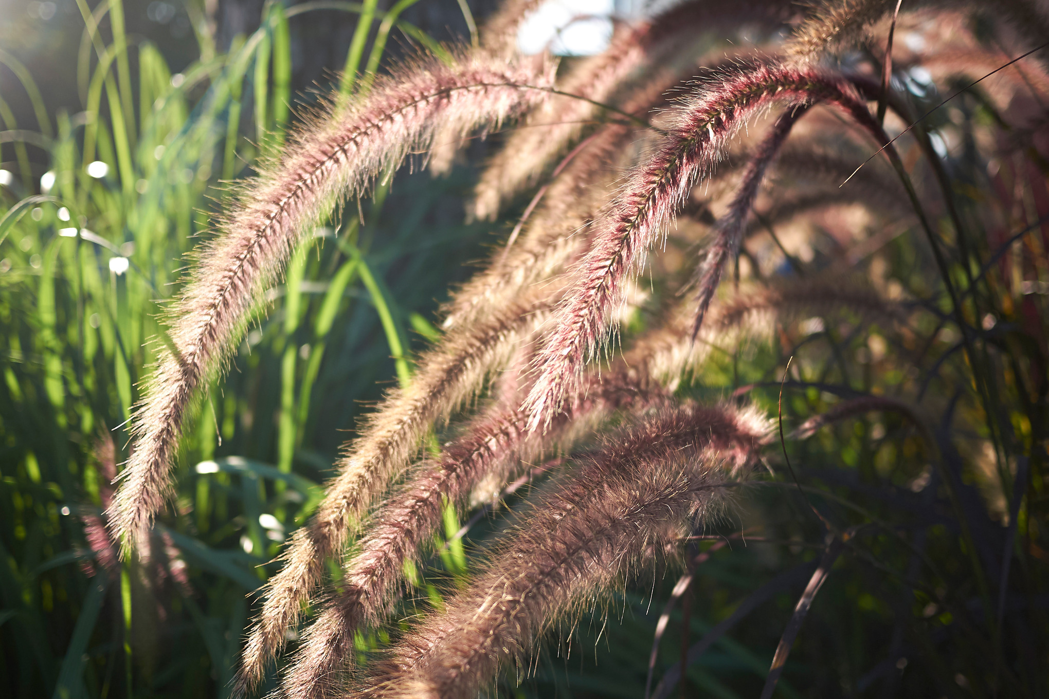 Zartes Lampenputzergras im Sonnenschein