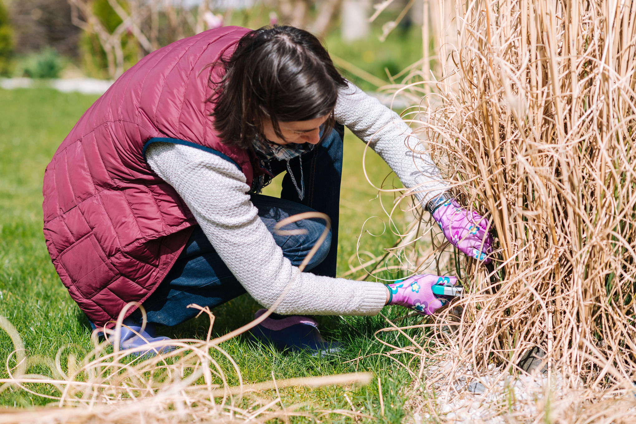 Eine Frau in roter Weste schneidet mit der Gartenschere Ziergras