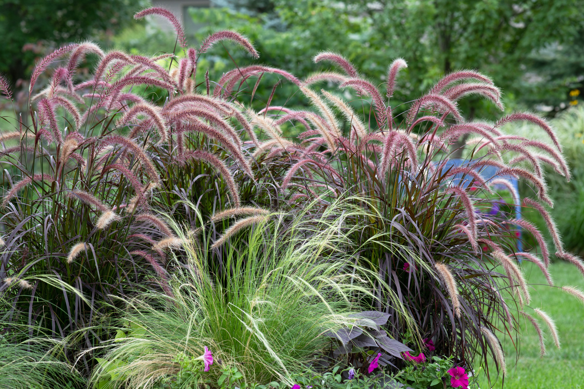 Ziergräser in Rot- und Grüntönen auf einem Gartengrundstück