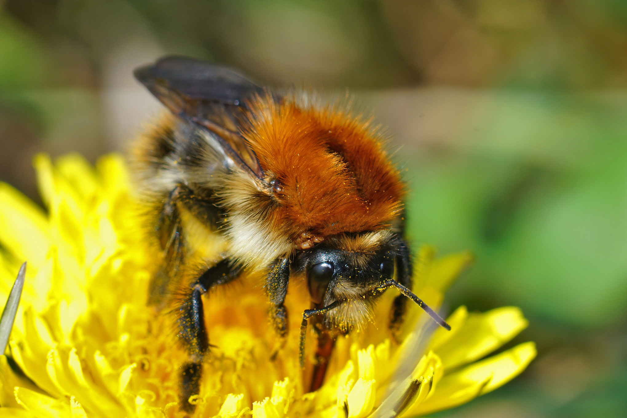 Nahaufnahme einer Ackerhummel auf einer Löwenzahnblüte