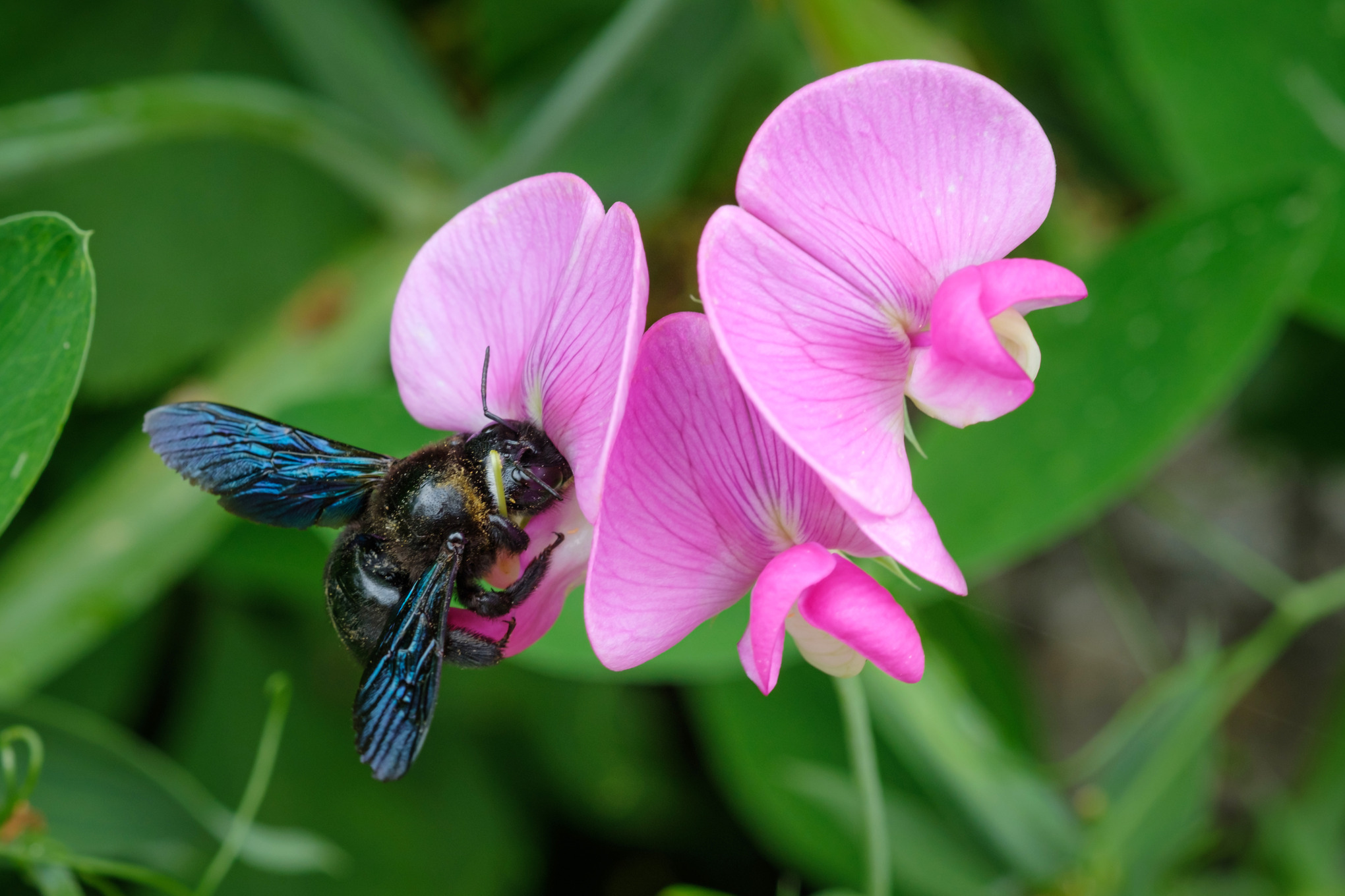 Blaue Holzbiene auf rosafarbener Blüte