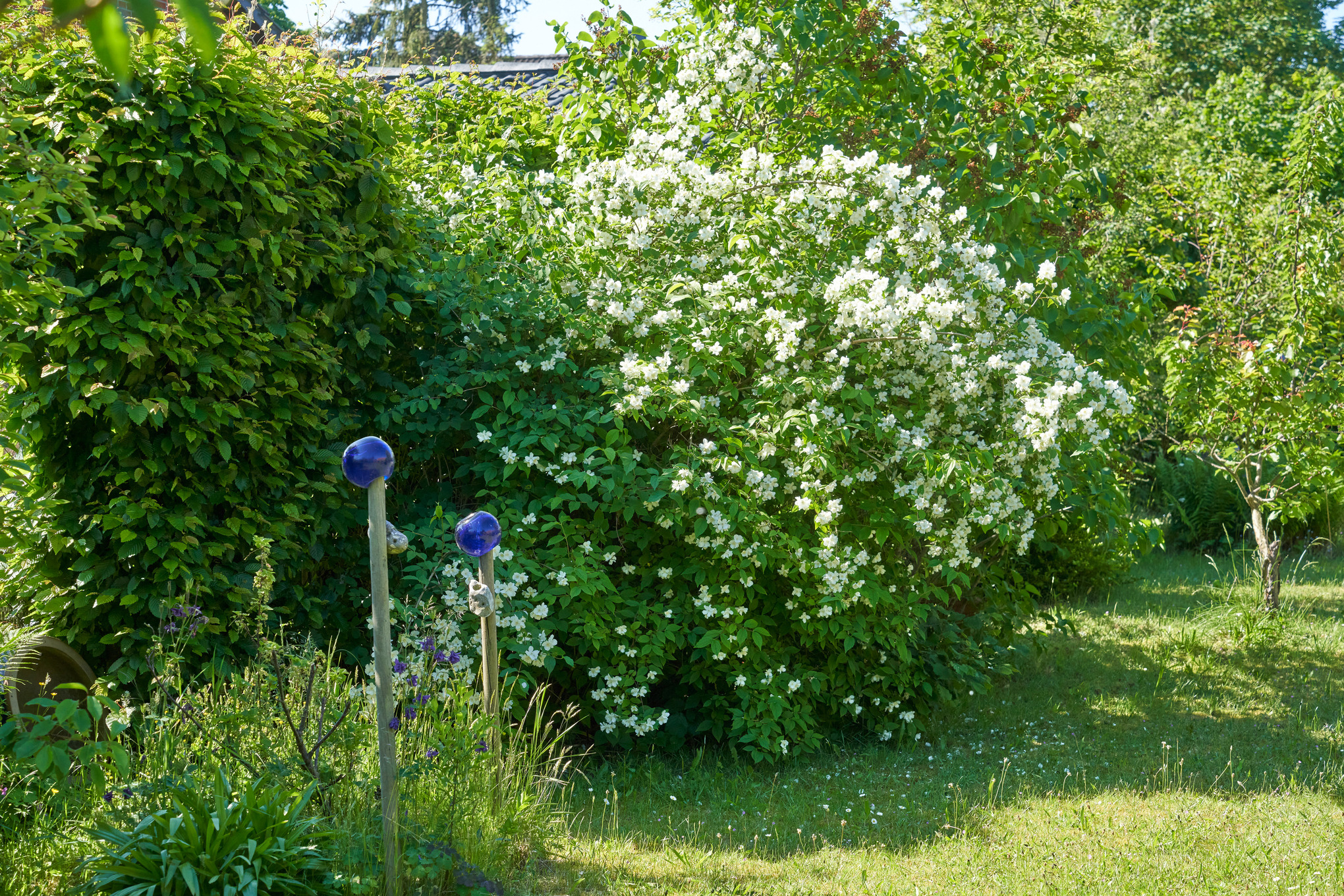 Weiß blühender Europäischer Pfeifenstrauch auf einem Gartengrundstück