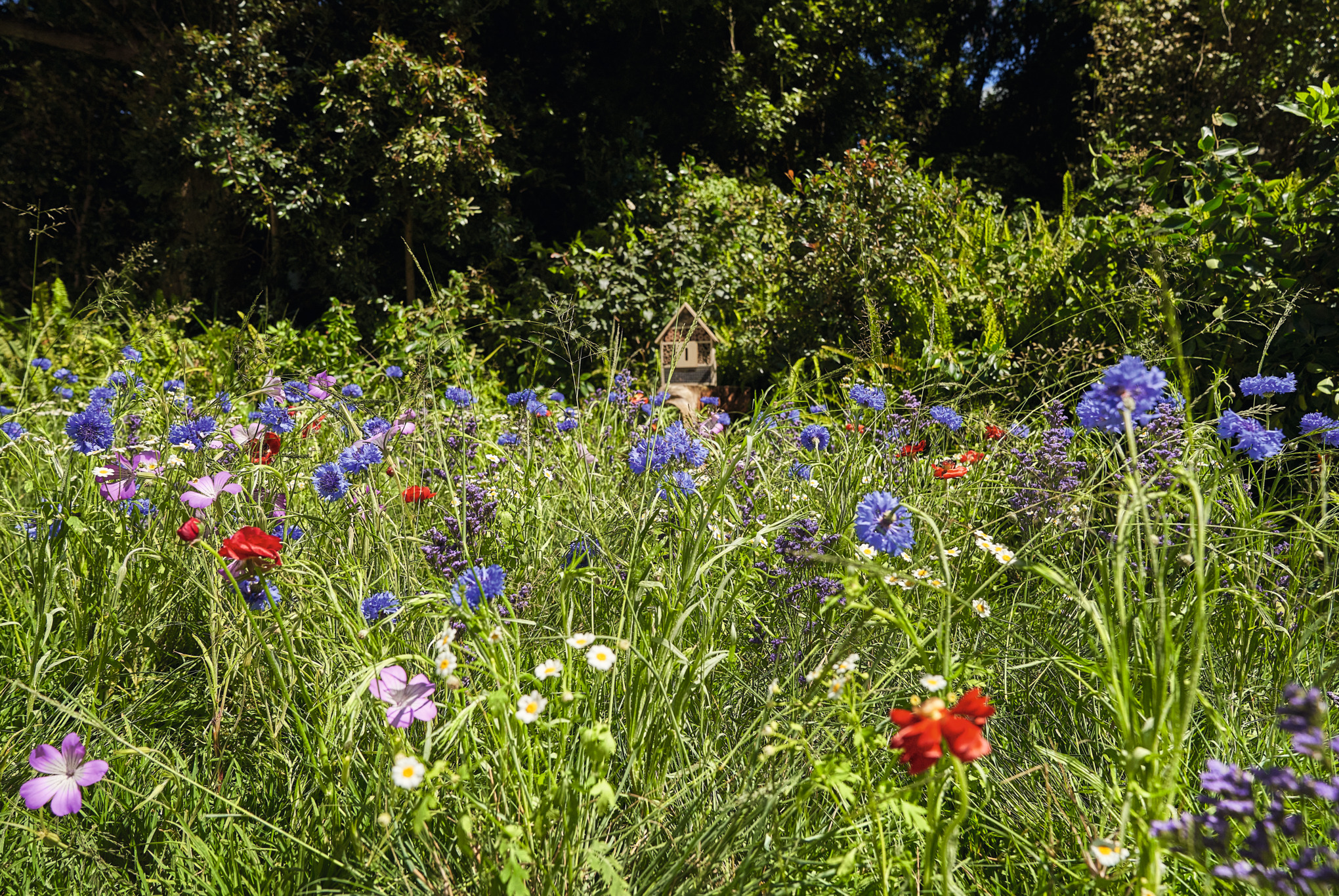 Blühende Wildblumenwiese mit Mohn und Kornblumen, im Hintergrund sind Bäume