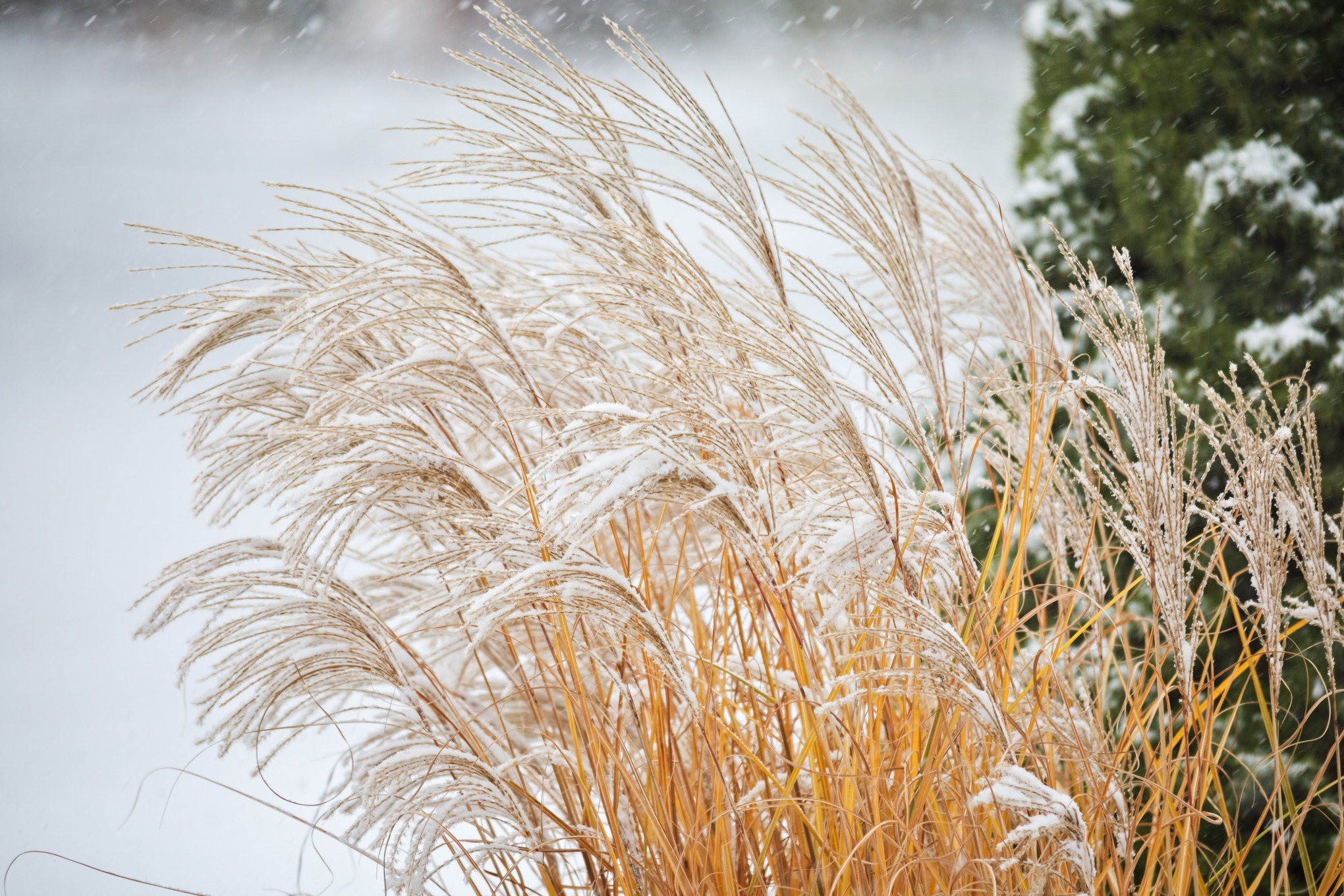 Ziergras im Wind bei Schneefall