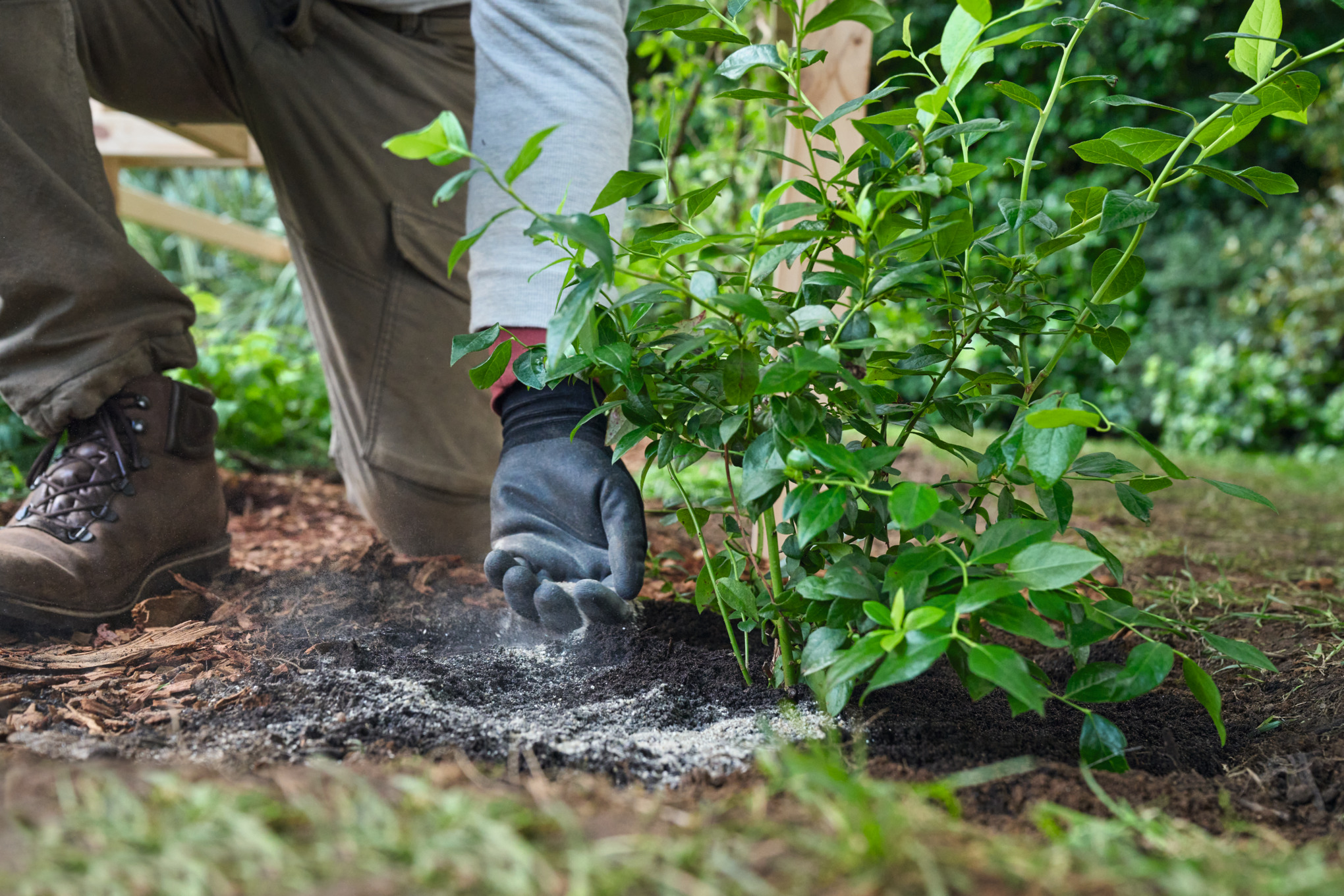 Beerenstrucher pflanzen, schneiden & dngen | STIHL