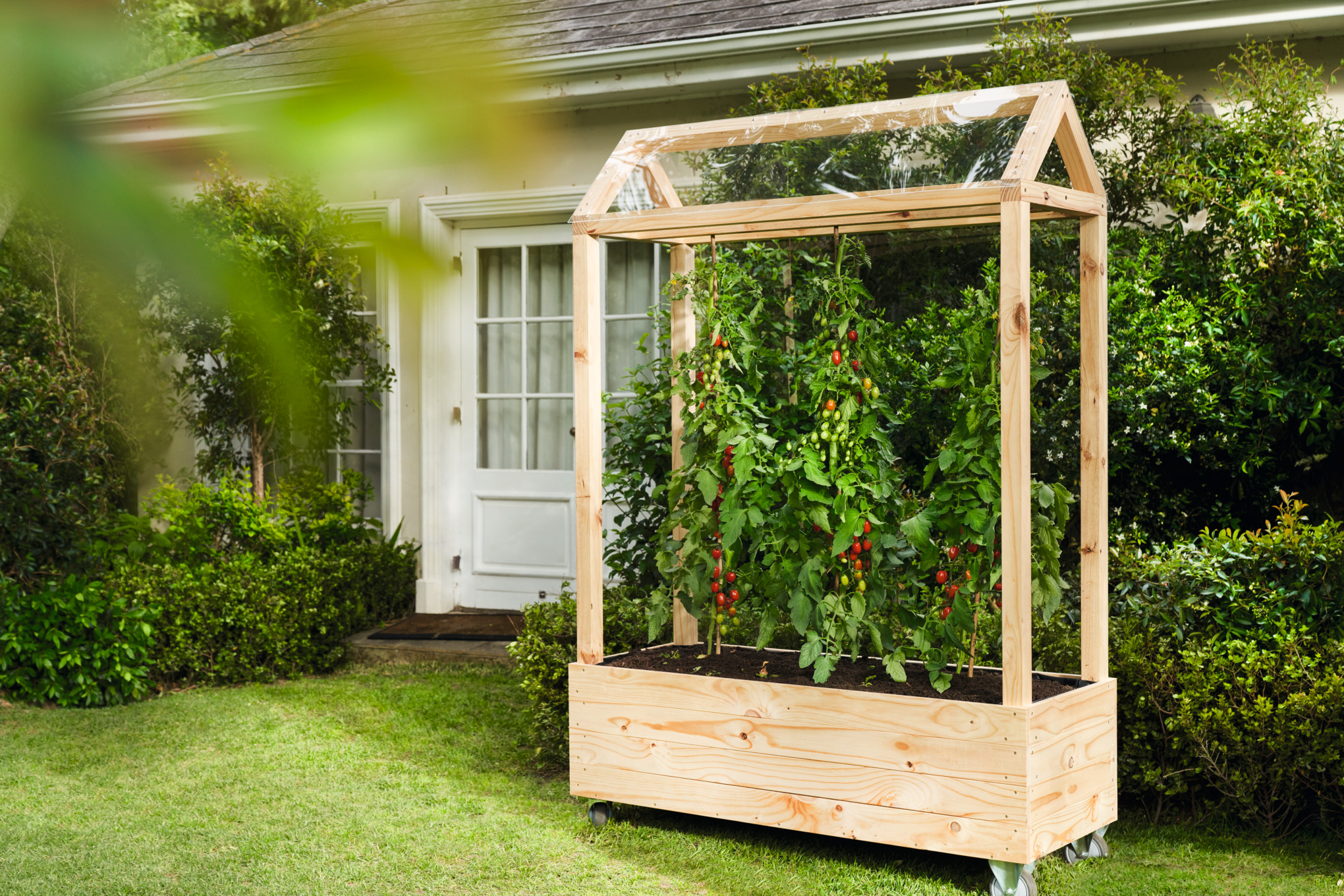 Tomatenhaus aus Holz mit selbstangebauten Tomaten auf einem Gartengrundstück  