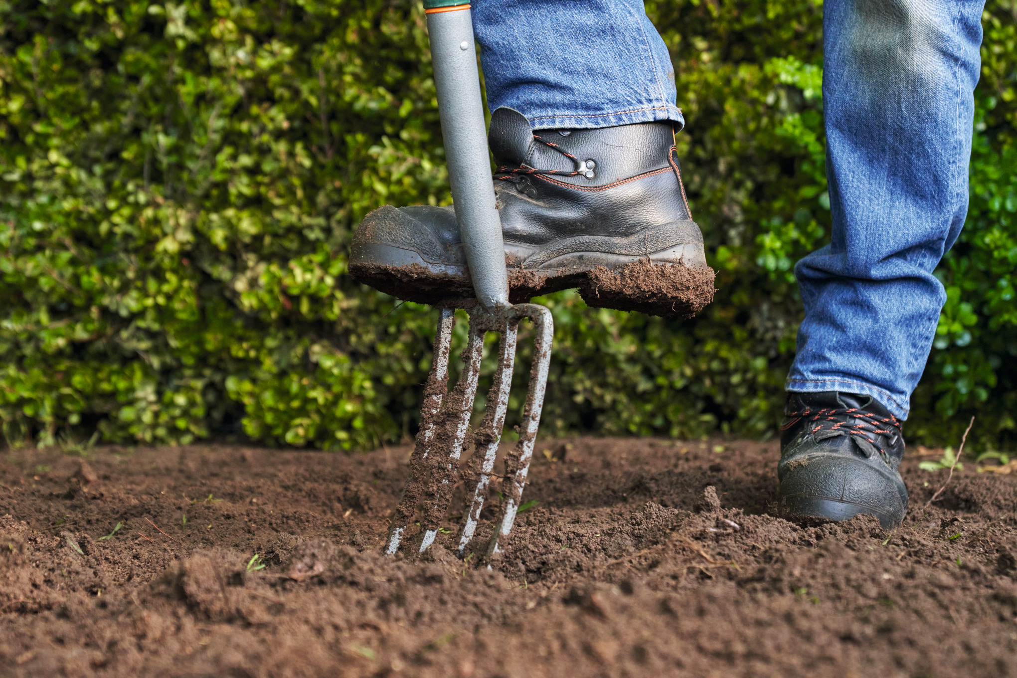 Grser richtig pflanzen und pflegen | STIHL
