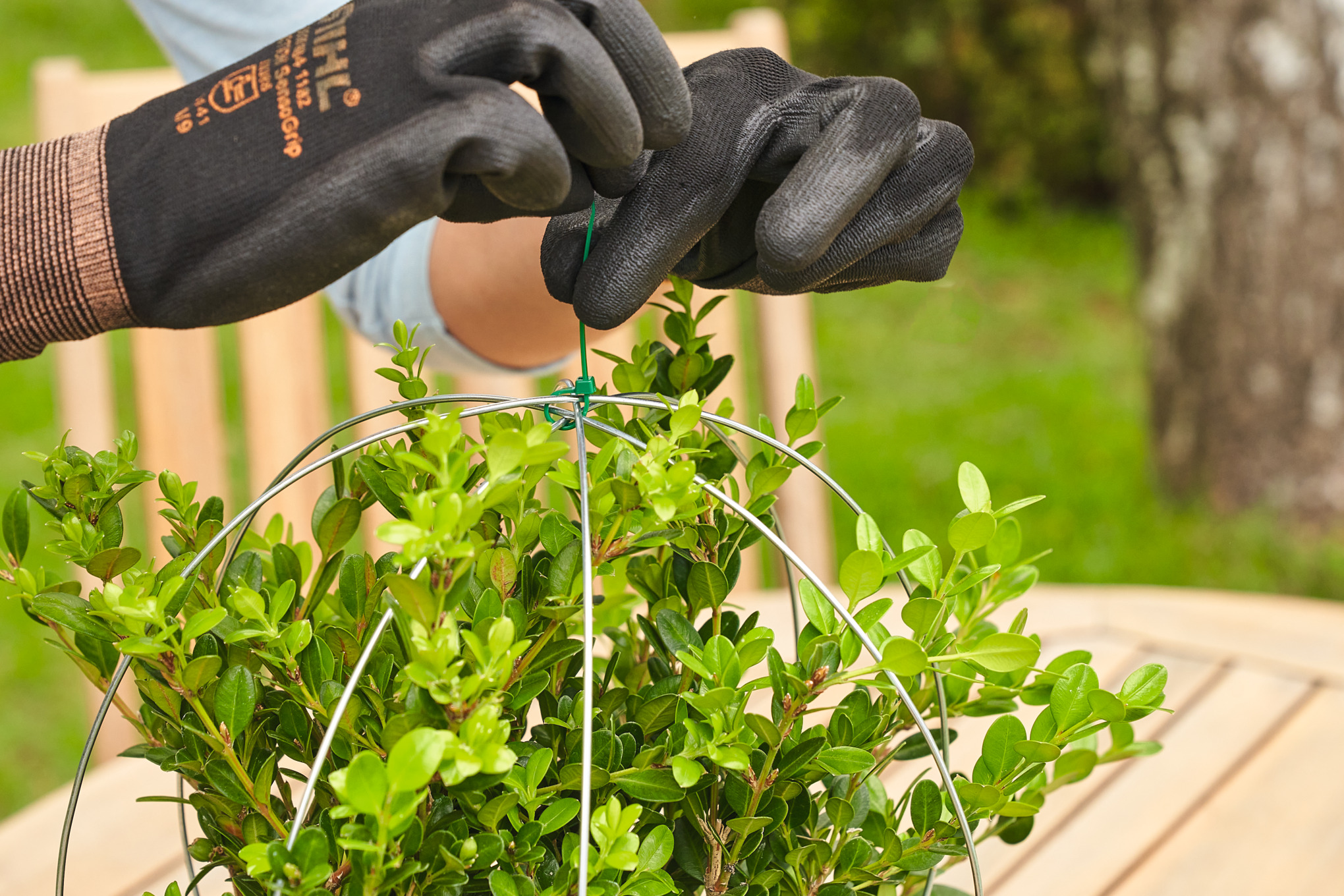 Buchsbaum zur Kugel schneiden: Anleitung | STIHL