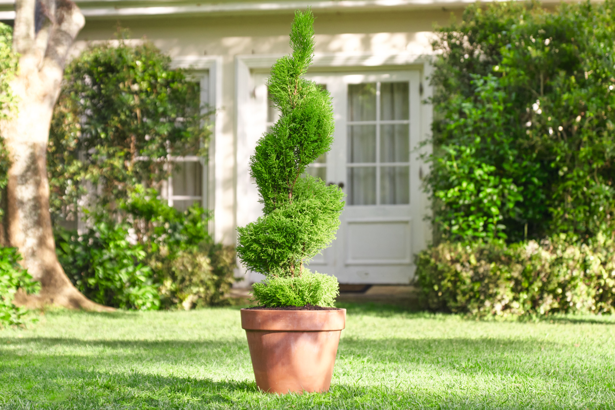 Buchsbaum-Topf in Spiralform auf dem Rasen eines Gartengrundstücks