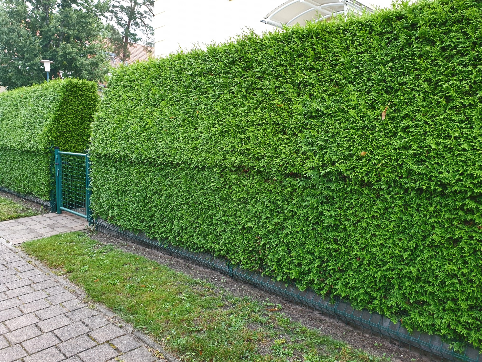 Leuchtend grüne Thuja-Hecke, unterbrochen von einem kleinen grünen Tor