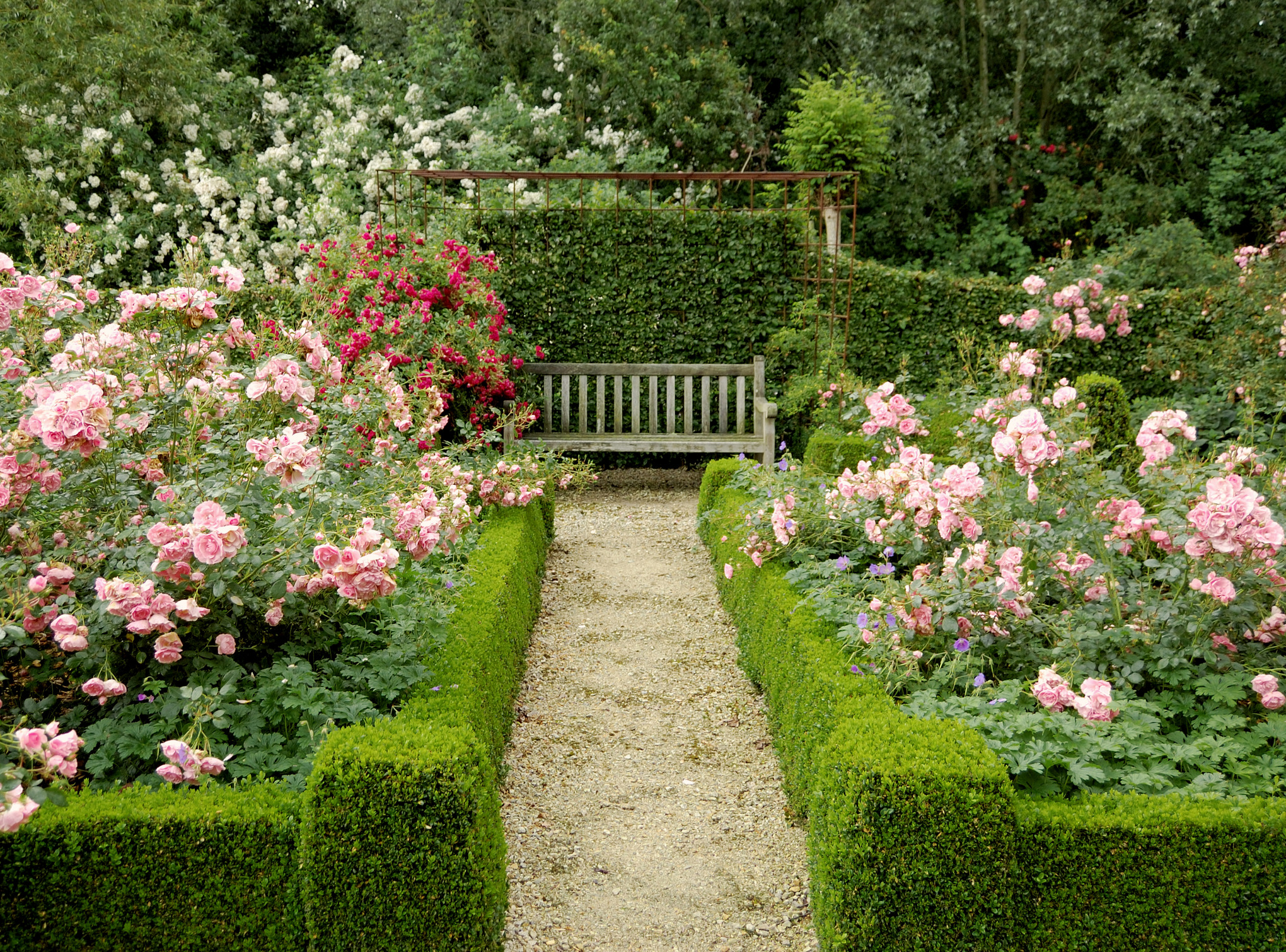 Ein kleiner Garten mit zwei großen Rosenbeeten, die von einer niedrigen, gepflegten Hecke und einer Holzbank im Hintergrund umsäumt sind