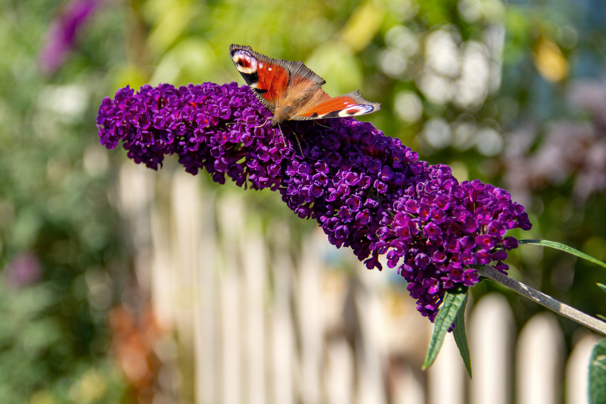 Tagpfauenauge auf einem blühenden Sommerfliederzweig