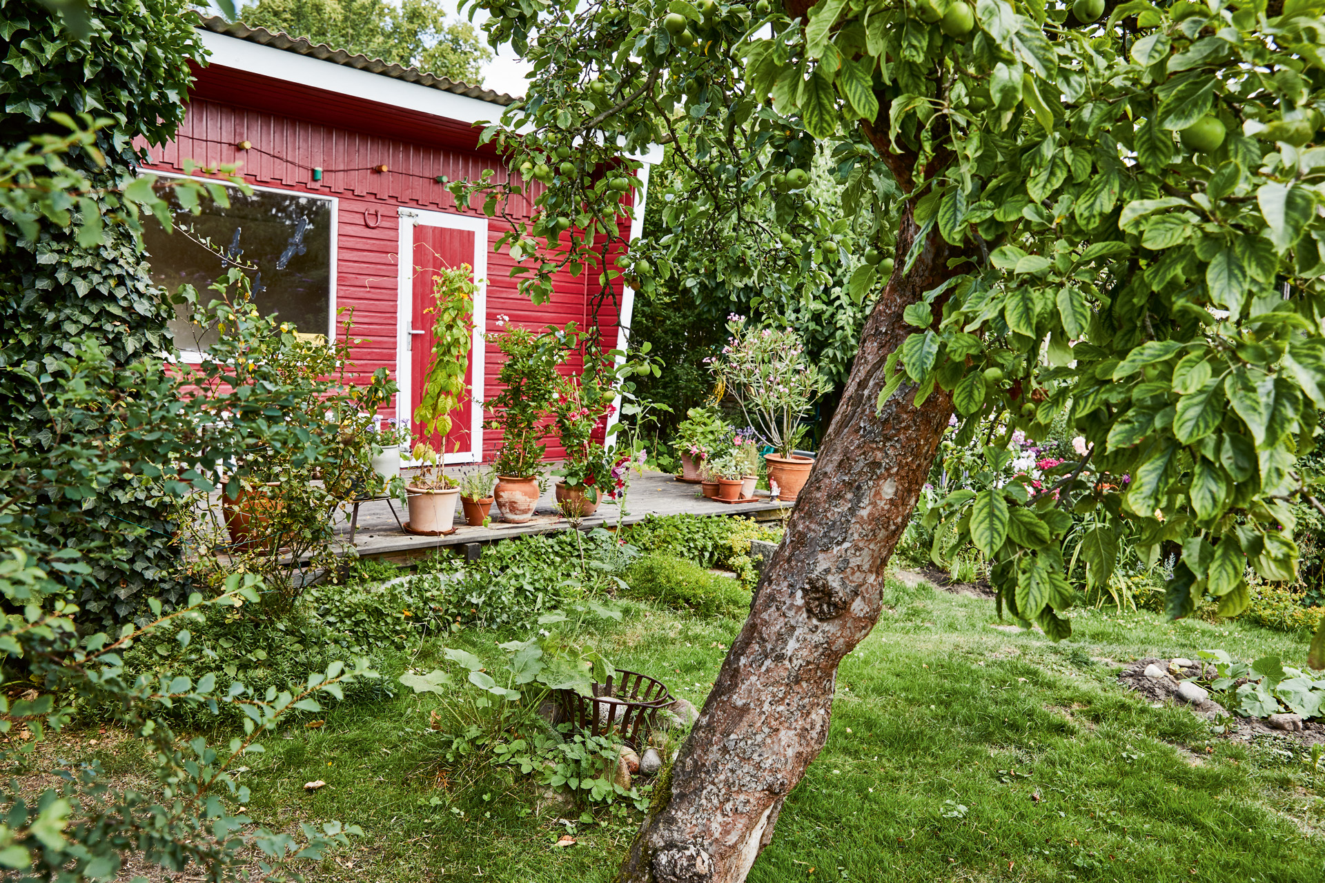 Obstbaum in einem Garten vor einem roten Gartenhaus