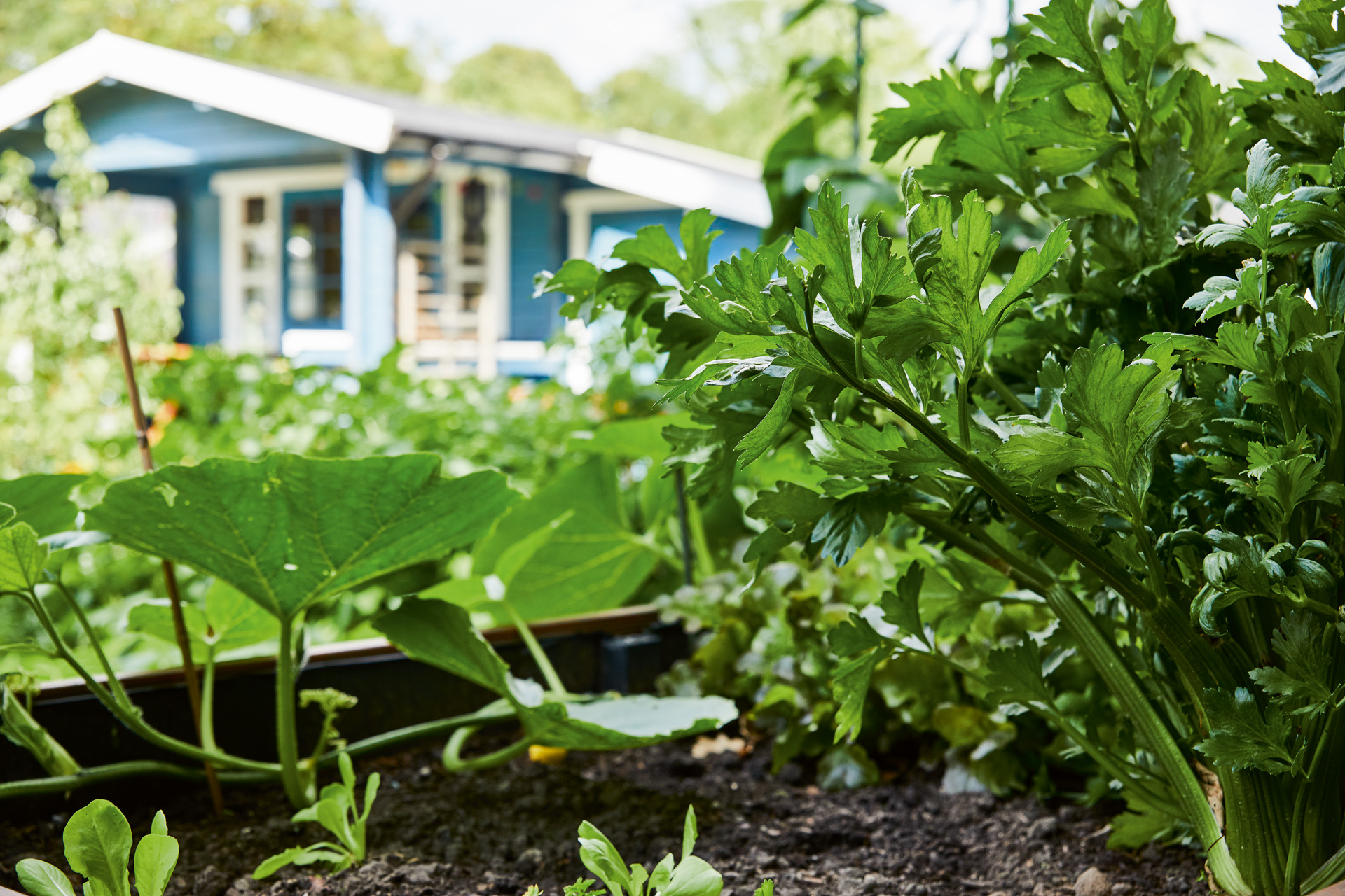 Nahaufnahme eines Gemüsebeetes in einem Garten vor einem blauen Haus