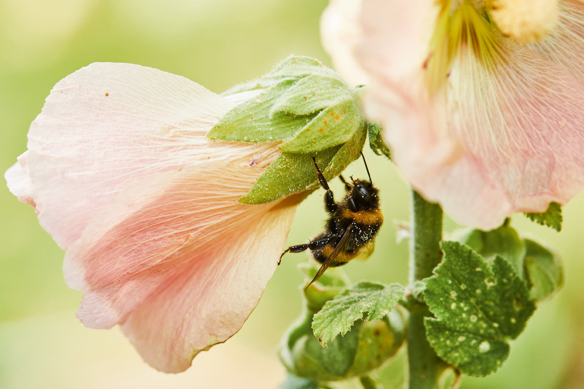 Biene an einer rosafarbenen Blüte im tierfreundlichen Garten