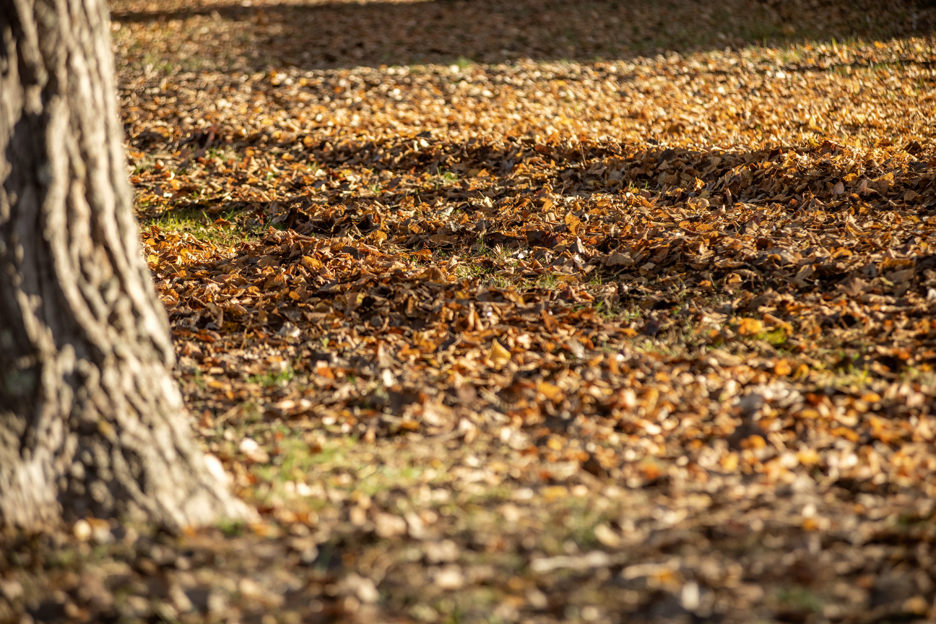 Trockenes Herbstlaub in einem Garten  im Herbst