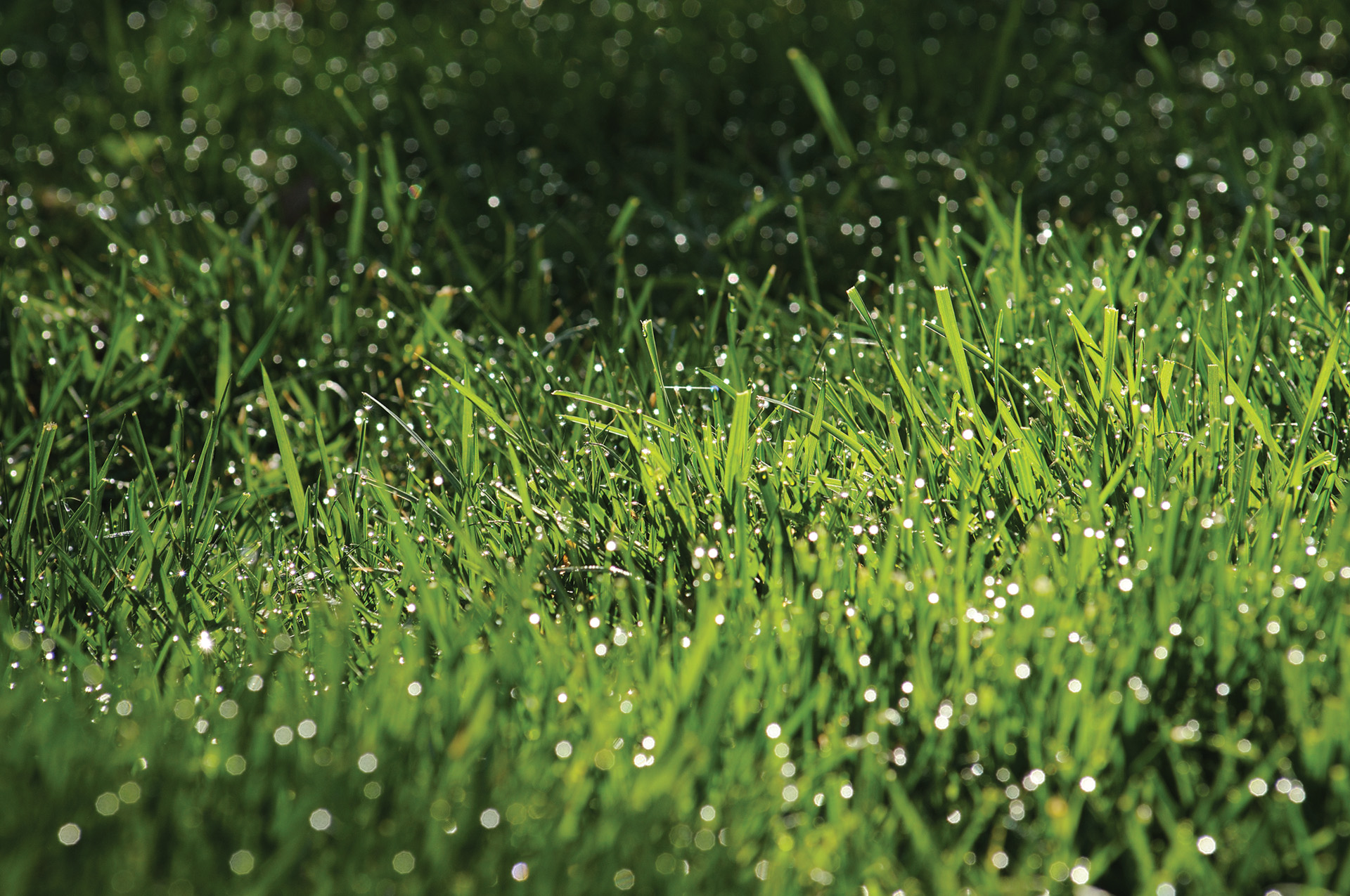 Grüner Rasen mit Tautropfen ohne Rasenkrankheiten