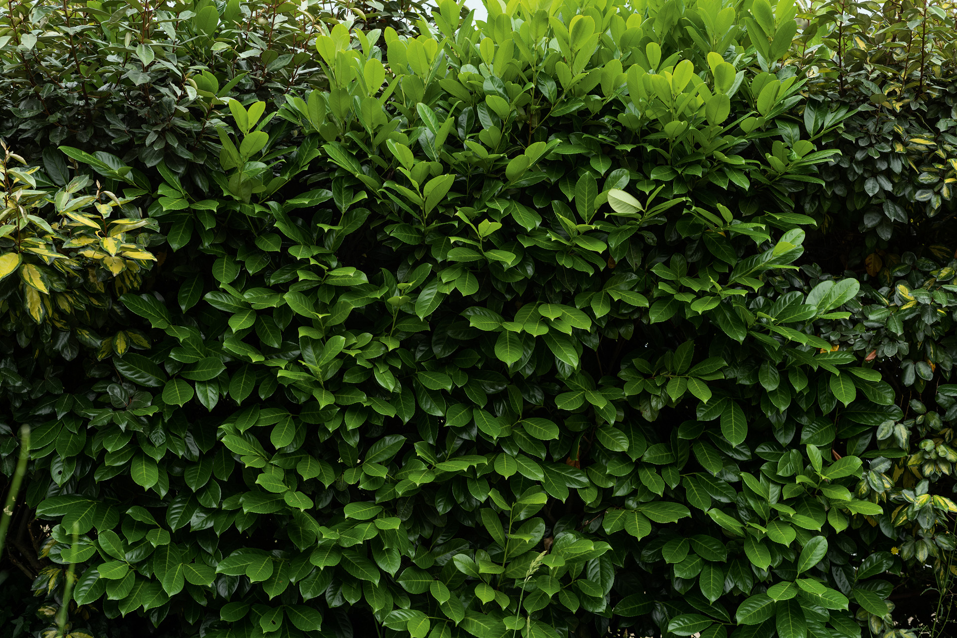 Dunkelgrüne Blätter einer Kirschlorbeer-Hecke