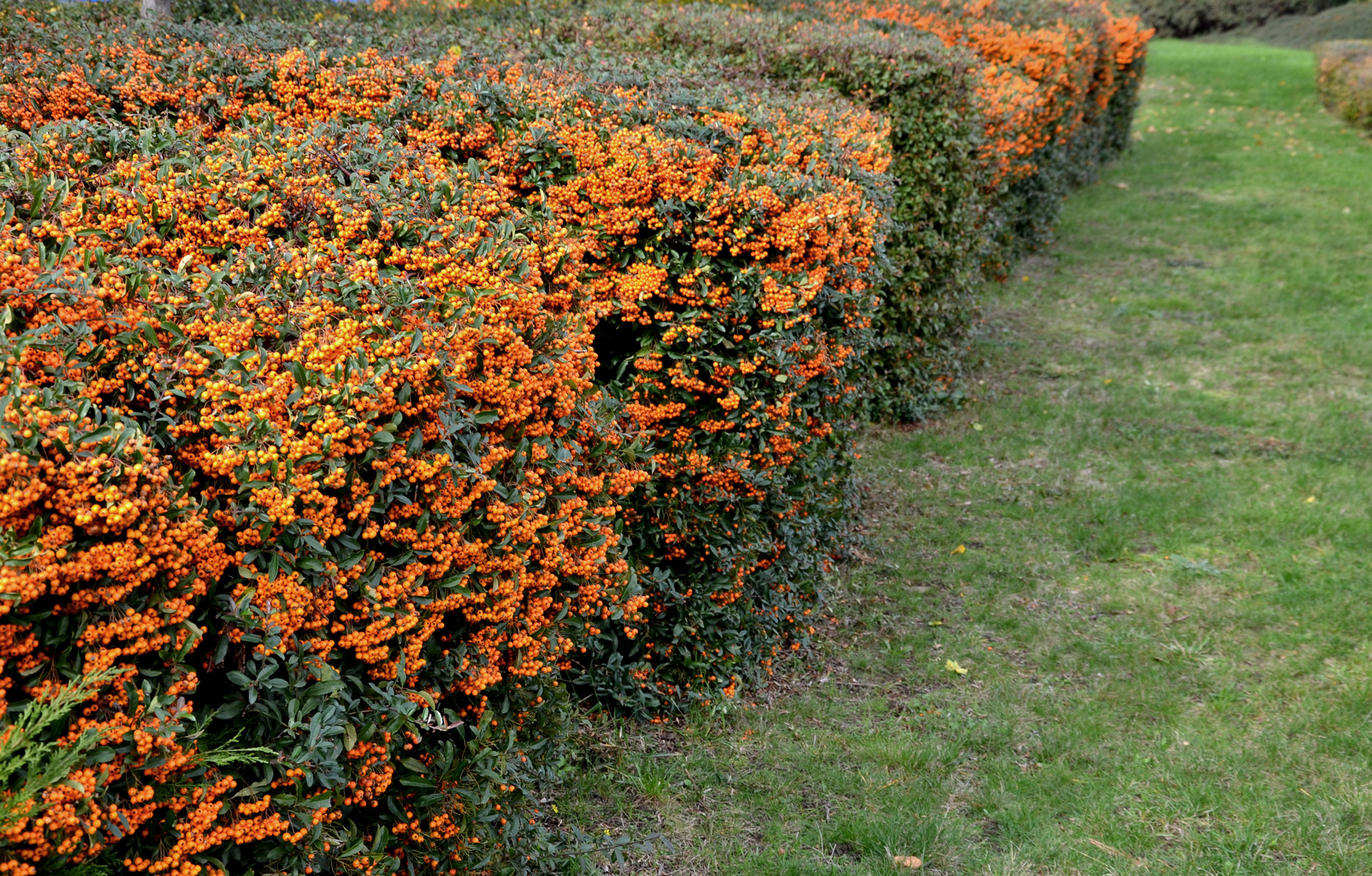 Hecke pflanzen - diese Arten eignen sich besonders gut