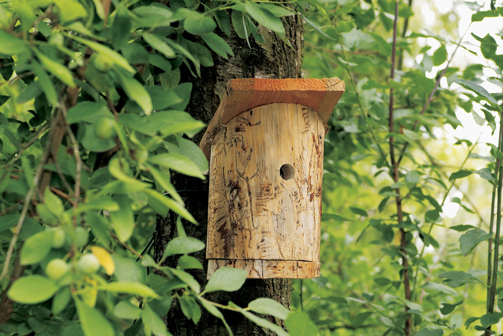 Nistkasten aus Holz zum Selberbauen hängt an einem Baum zwischen Ästen mit grünen Blättern