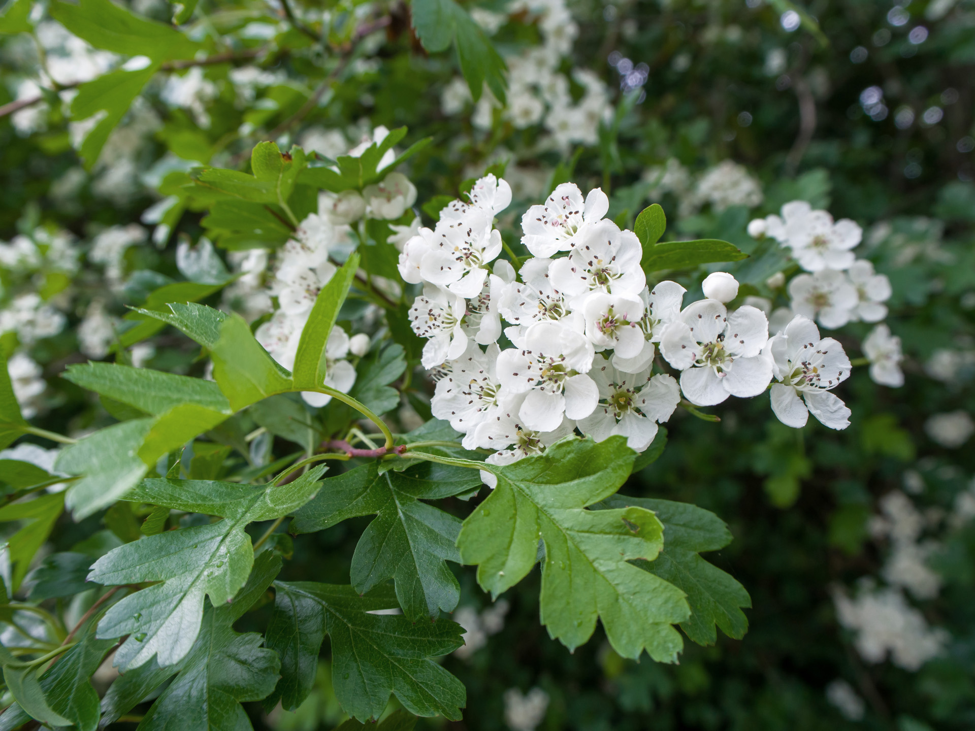 Nahaufnahme der weißen Blüten und grünen Blätter einer Weißdorn-Hecke