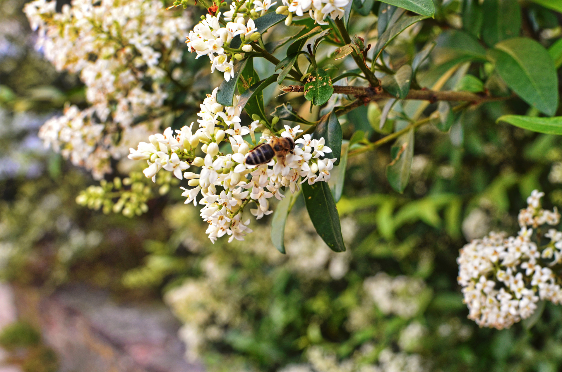 Weiß blühende Gartenpflanzen mit Biene