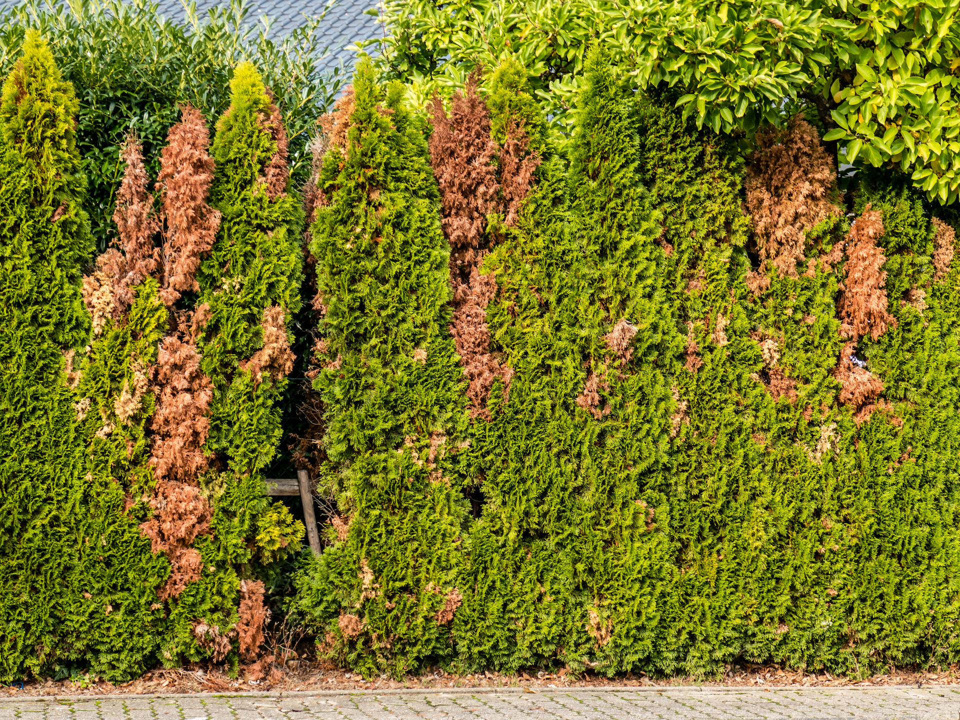 Braune Stellen und Lücken in einer Hecke