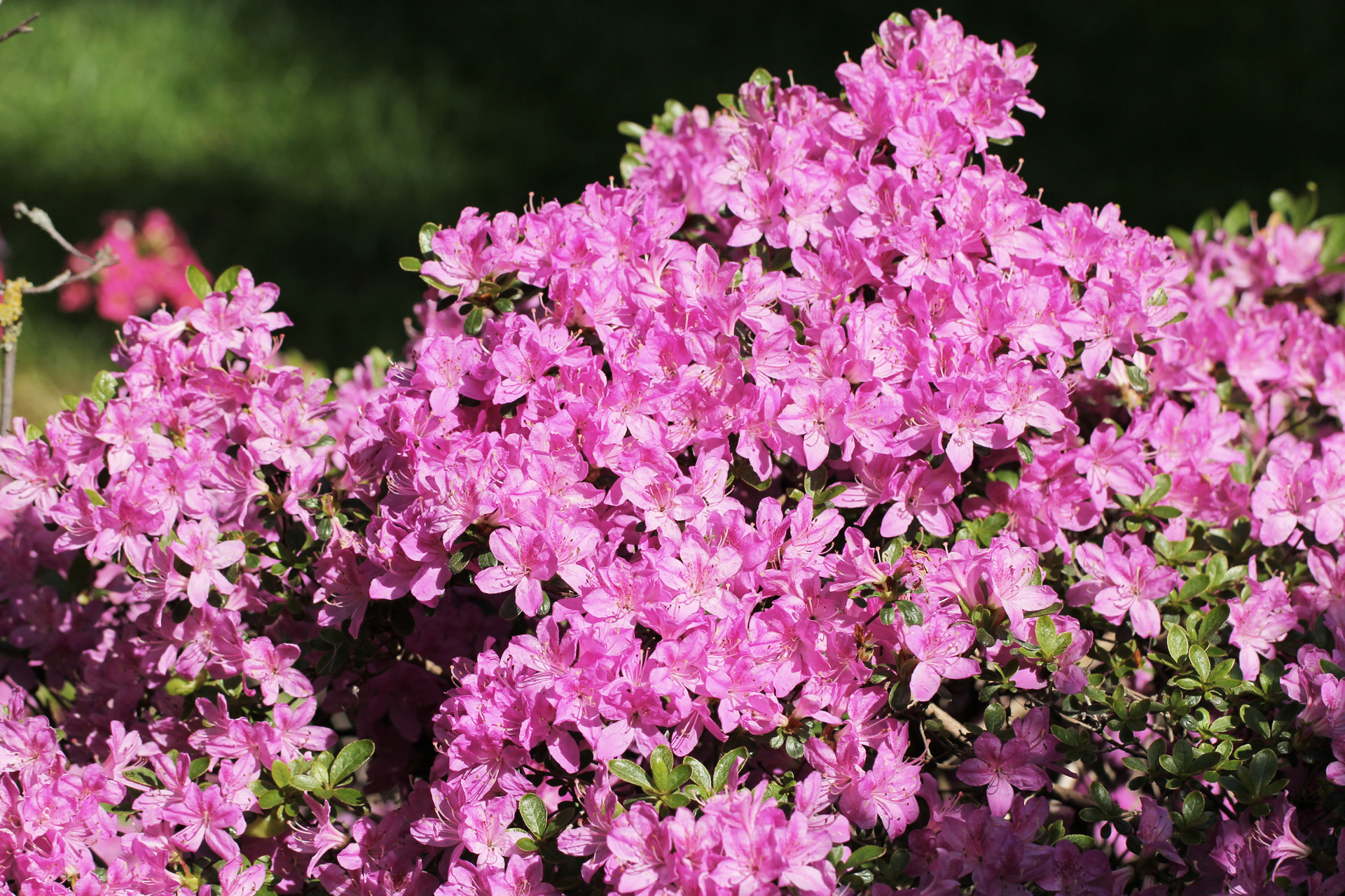 Nahaufnahme der pinken Blüten einer Azalee