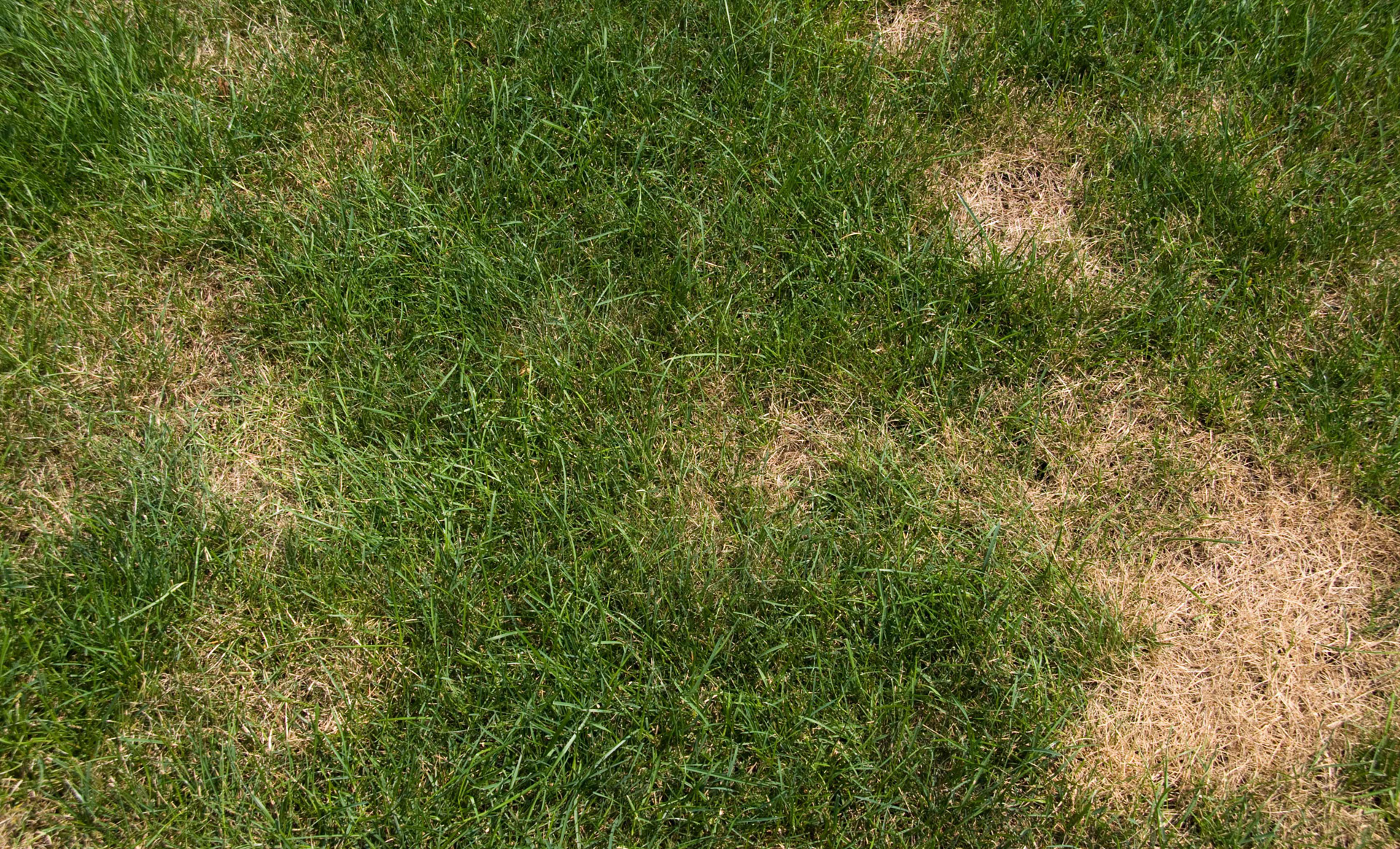 Rasen lüften Wann, wie oft und womit? STIHL
