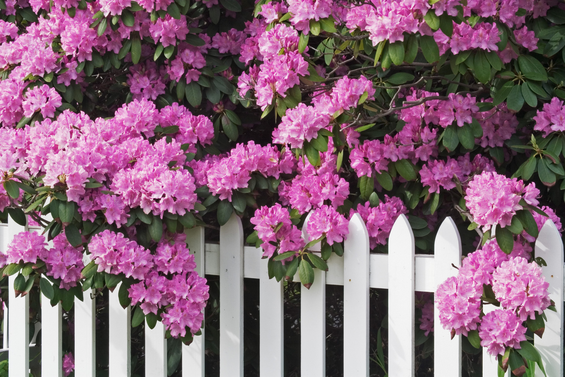 Leuchtend pinke Blüten einer Rhododendronhecke über einem weißen Zaun