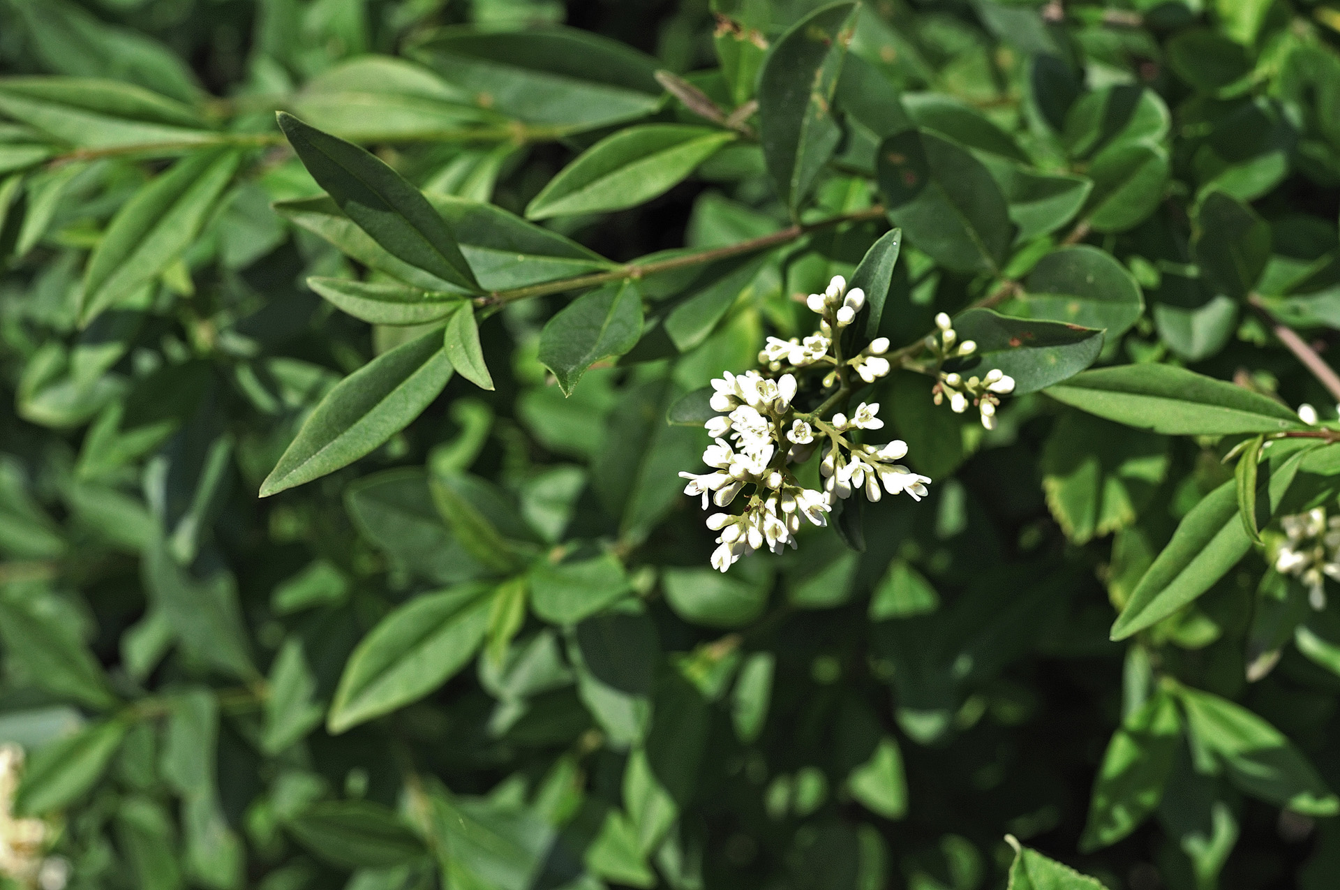 Nahaufnahme von weißen Blüten und grünen Blättern einer Liguster-Hecke