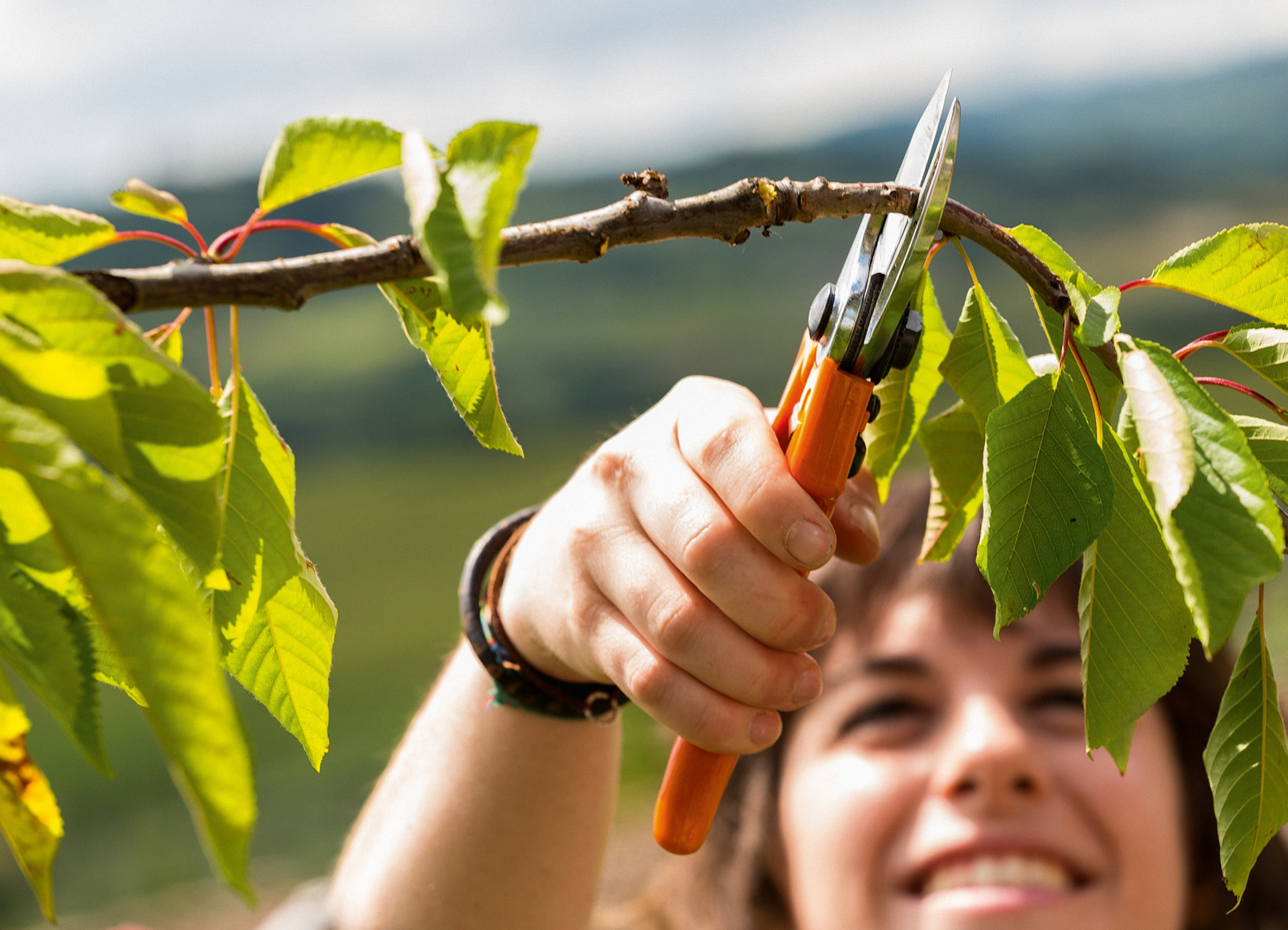 Lächelnde Frau beschneidet kleinen Ast eines Obstbaumes