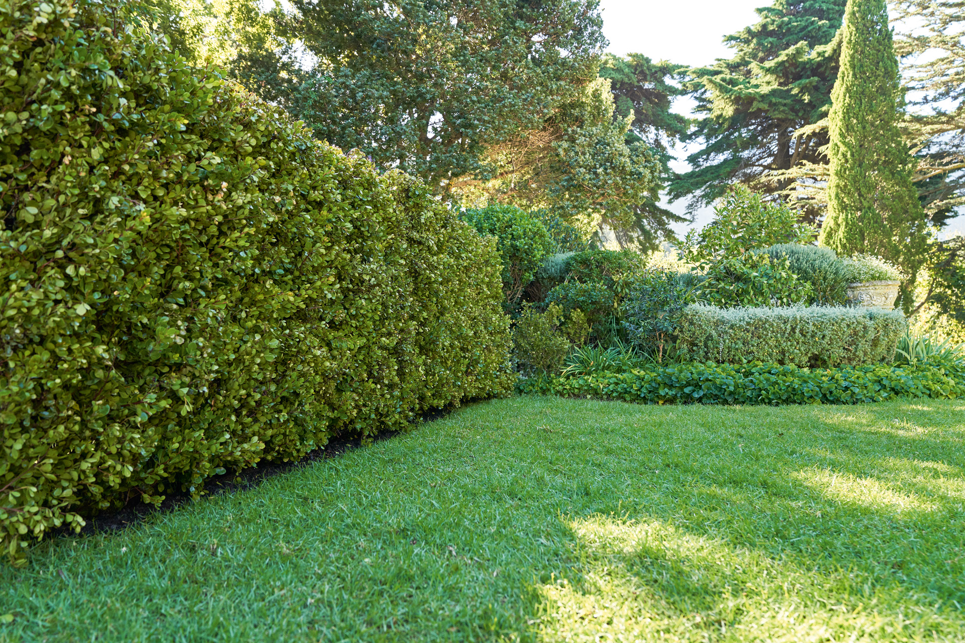 Kräftige und gesunde Gartenhecke mit Rasen, im Hintergrund Bäume