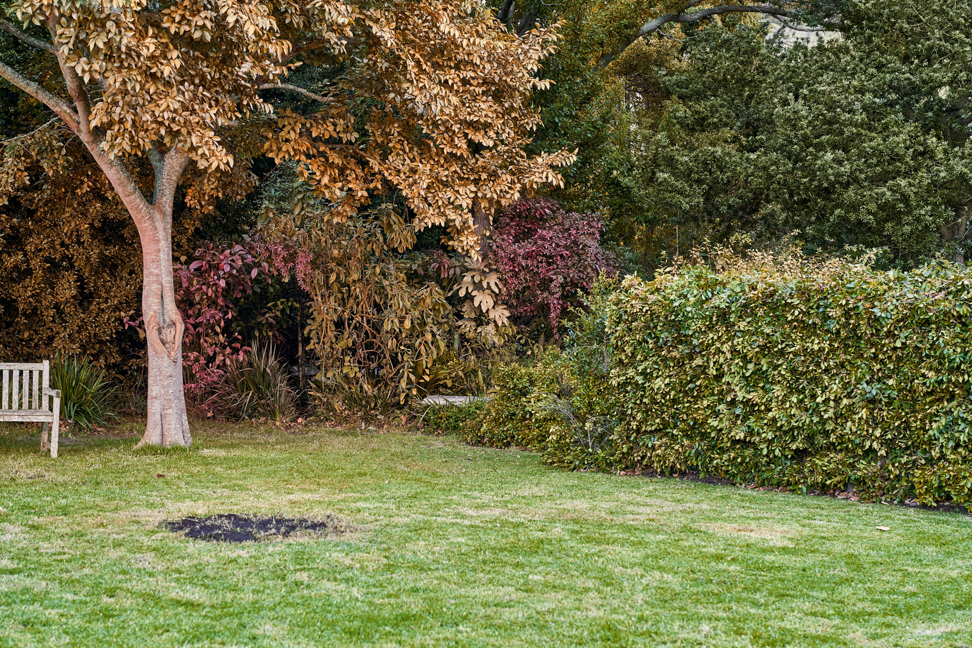 Kaputter Rasen in einem Garten vor dem Reparieren