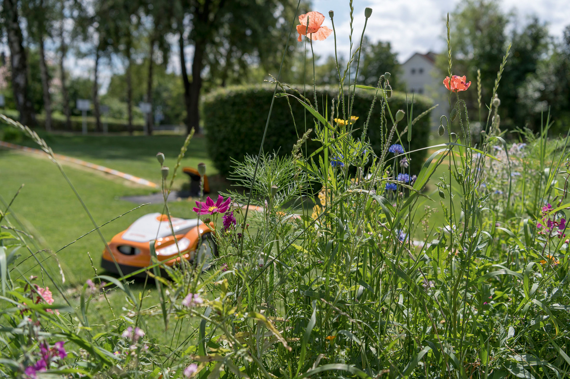 Roter Mohn, Kornblumen und weitere Wildblumen, im Hintergrund ein STIHL iMOW® Mähroboter mit Ladestation in einem Garten
