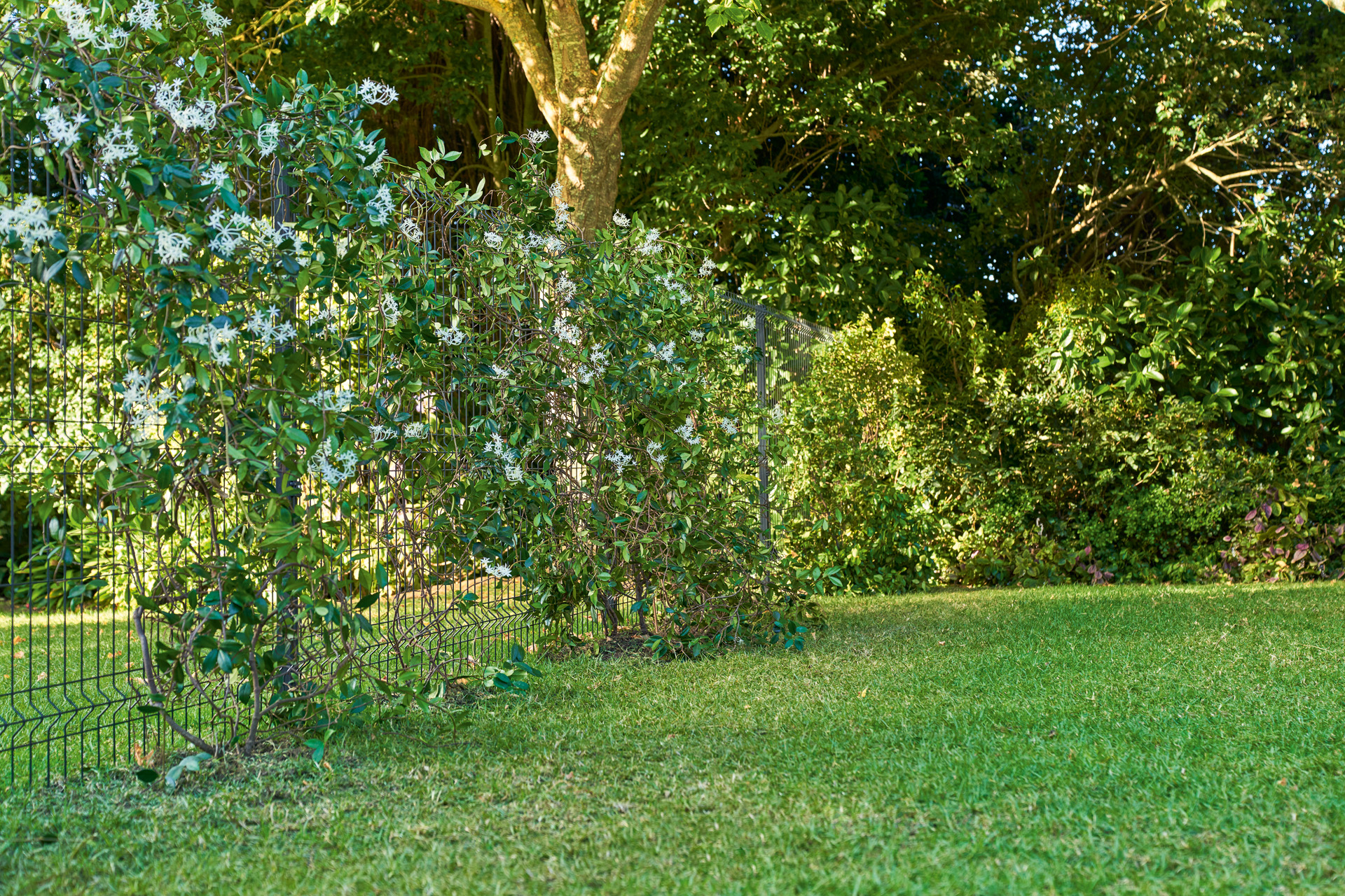 Gartengrundstück mit einem grün bepflanzten Sichtschutzzaun 