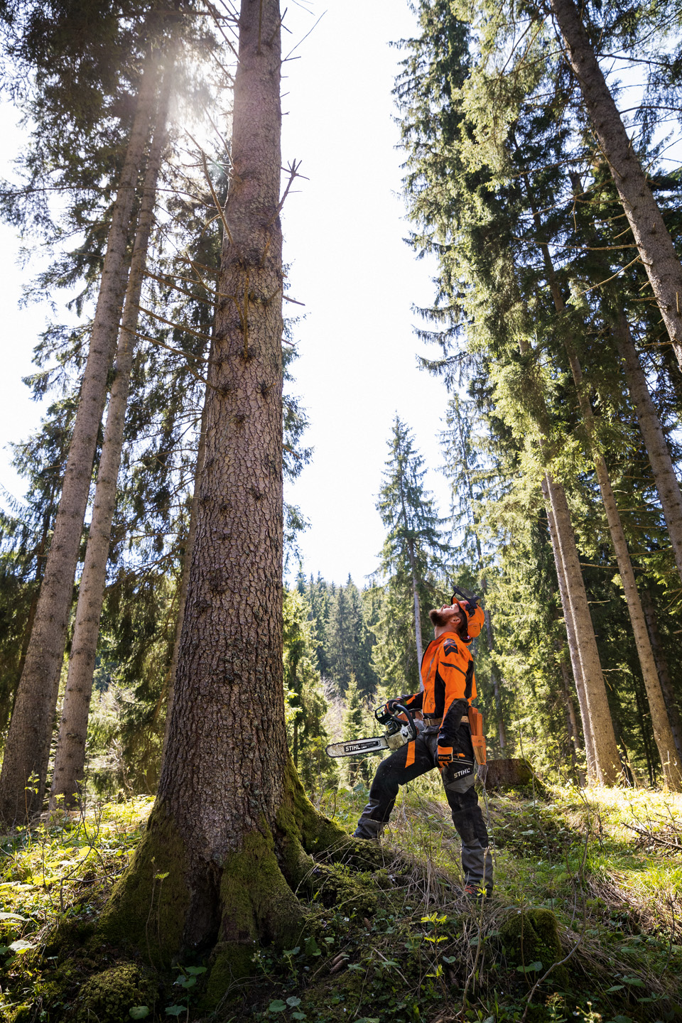  Person in Schutzausrüstung und mit STIHL Benzin-Kettensäge MS 462 CM blickt im Wald an einem großen Baum hoch