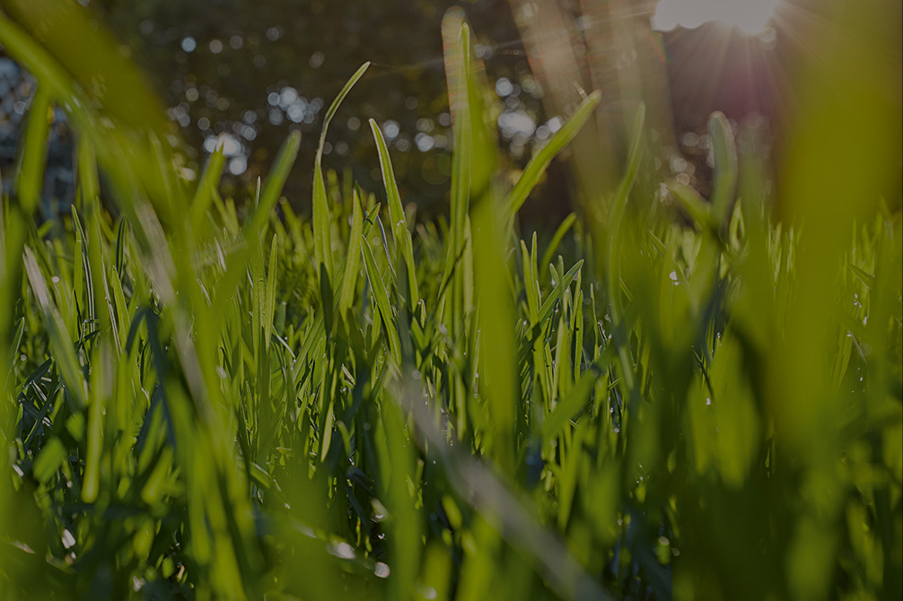 Die Blätter des Grases werden von der Sonne beschienen