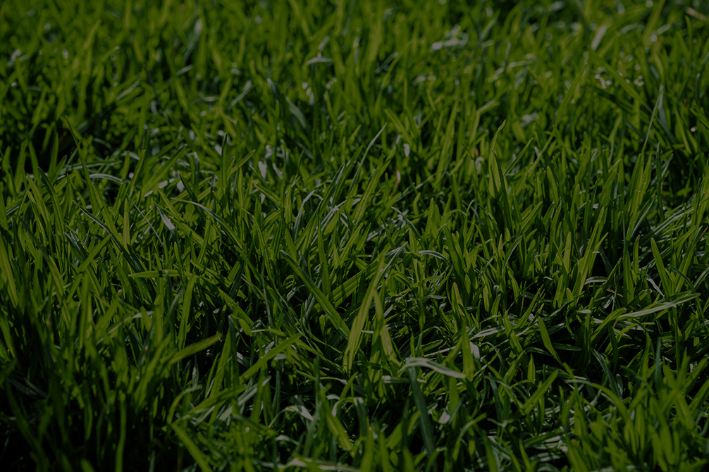 Nahaufnahme von Gras auf einem Rasen